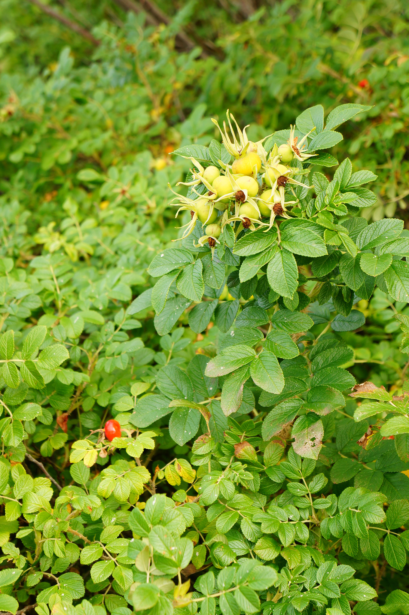 Sony FE 28-70mm F3.5-5.6 OSS sample photo. Green shrub photography