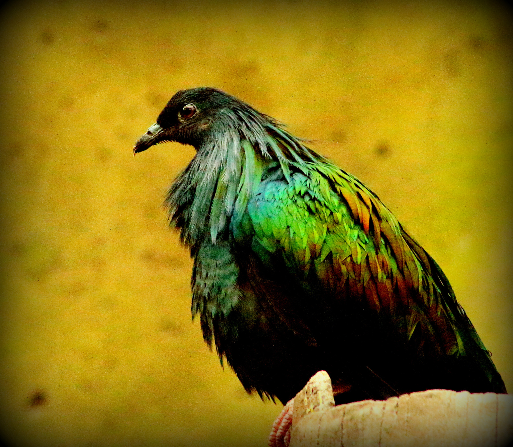 Canon EOS 100D (EOS Rebel SL1 / EOS Kiss X7) sample photo. Bird photography