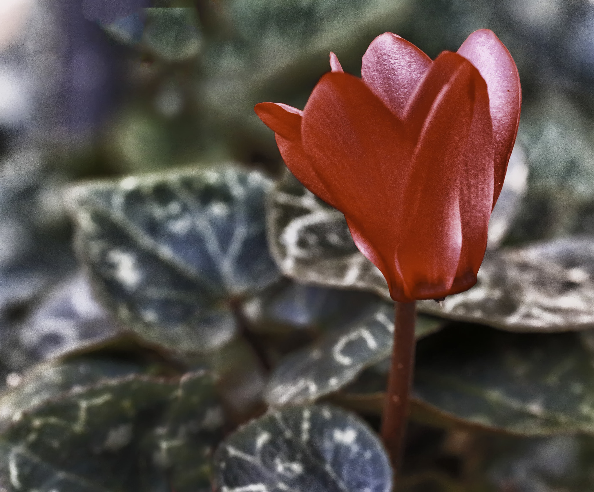 Canon EOS 70D + Tamron SP AF 60mm F2 Di II LD IF Macro sample photo. Cyclamen photography
