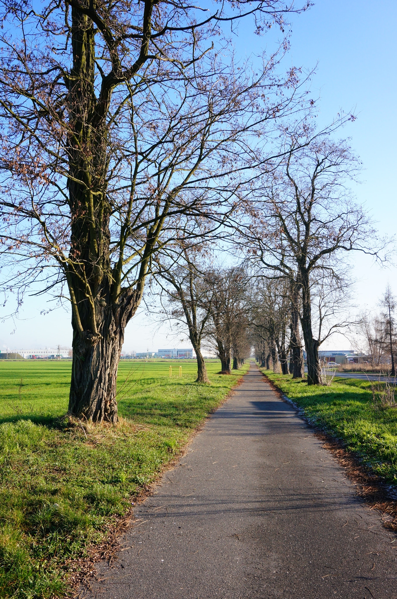 Sony E 16-50mm F3.5-5.6 PZ OSS sample photo. Footpath and trees photography
