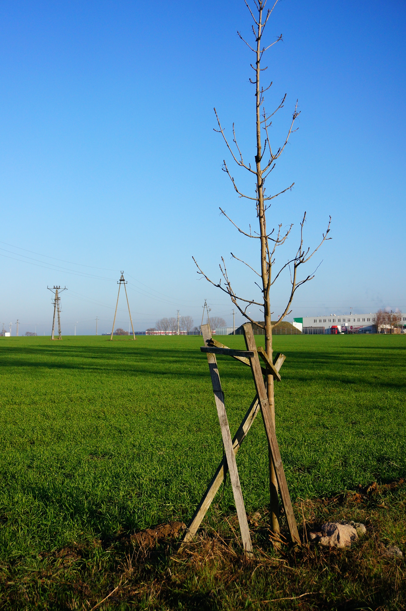 Sony E 16-50mm F3.5-5.6 PZ OSS sample photo. Planted tree photography
