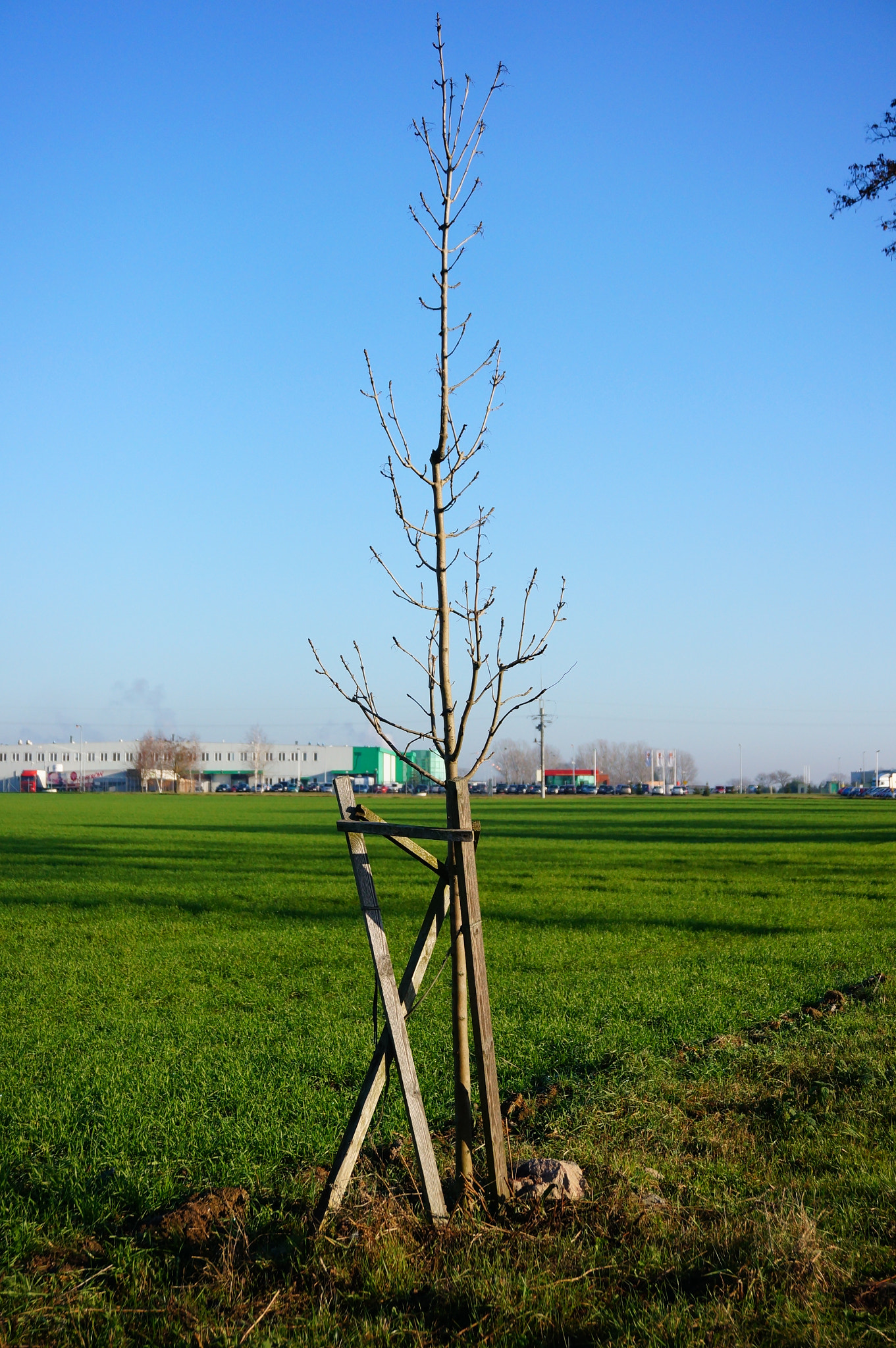 Sony Alpha NEX-5N + Sony E 18-50mm F4-5.6 sample photo. Planted tree photography