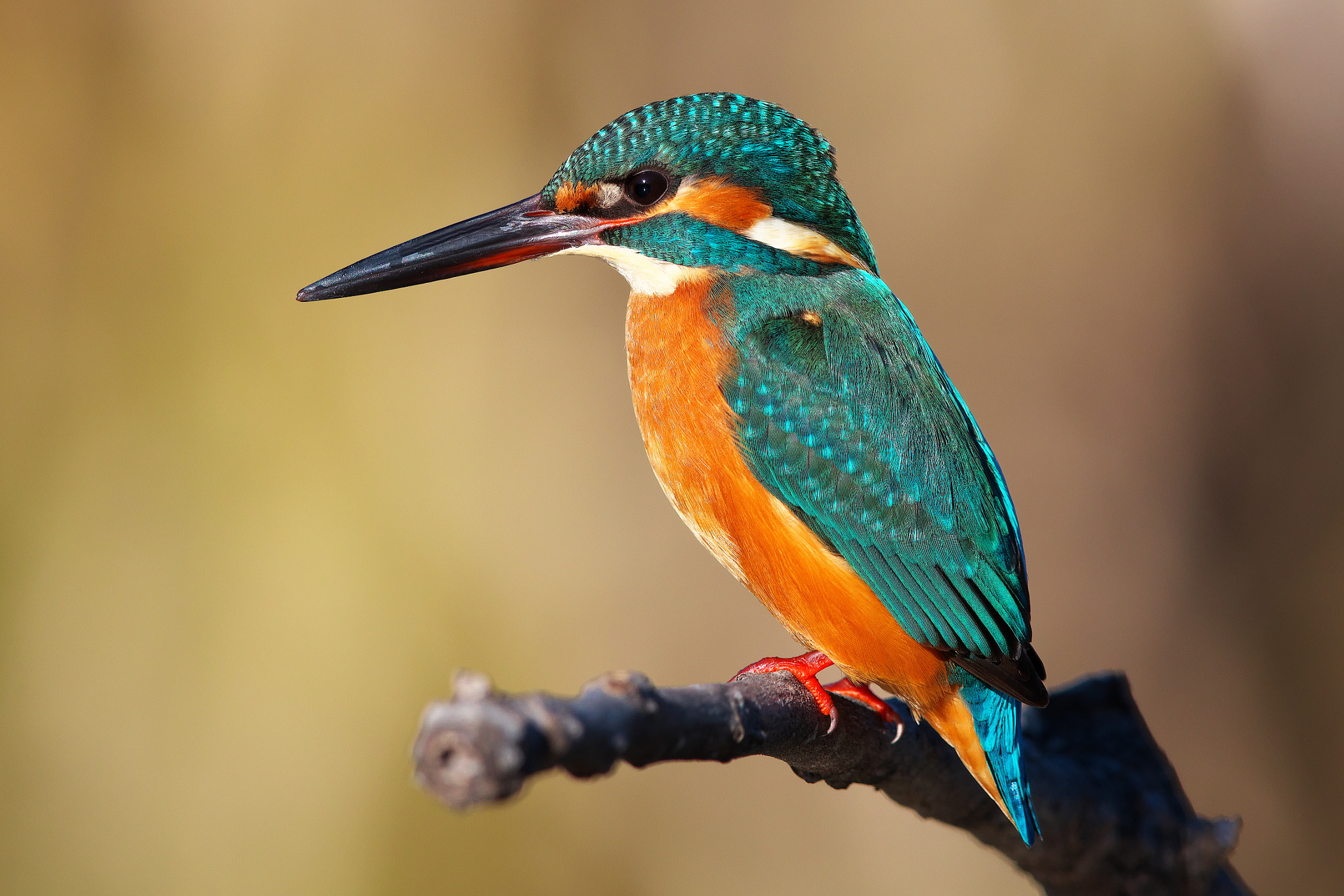Canon EF 600mm F4L IS II USM sample photo. 翡翠の輝き（jade shine） photography