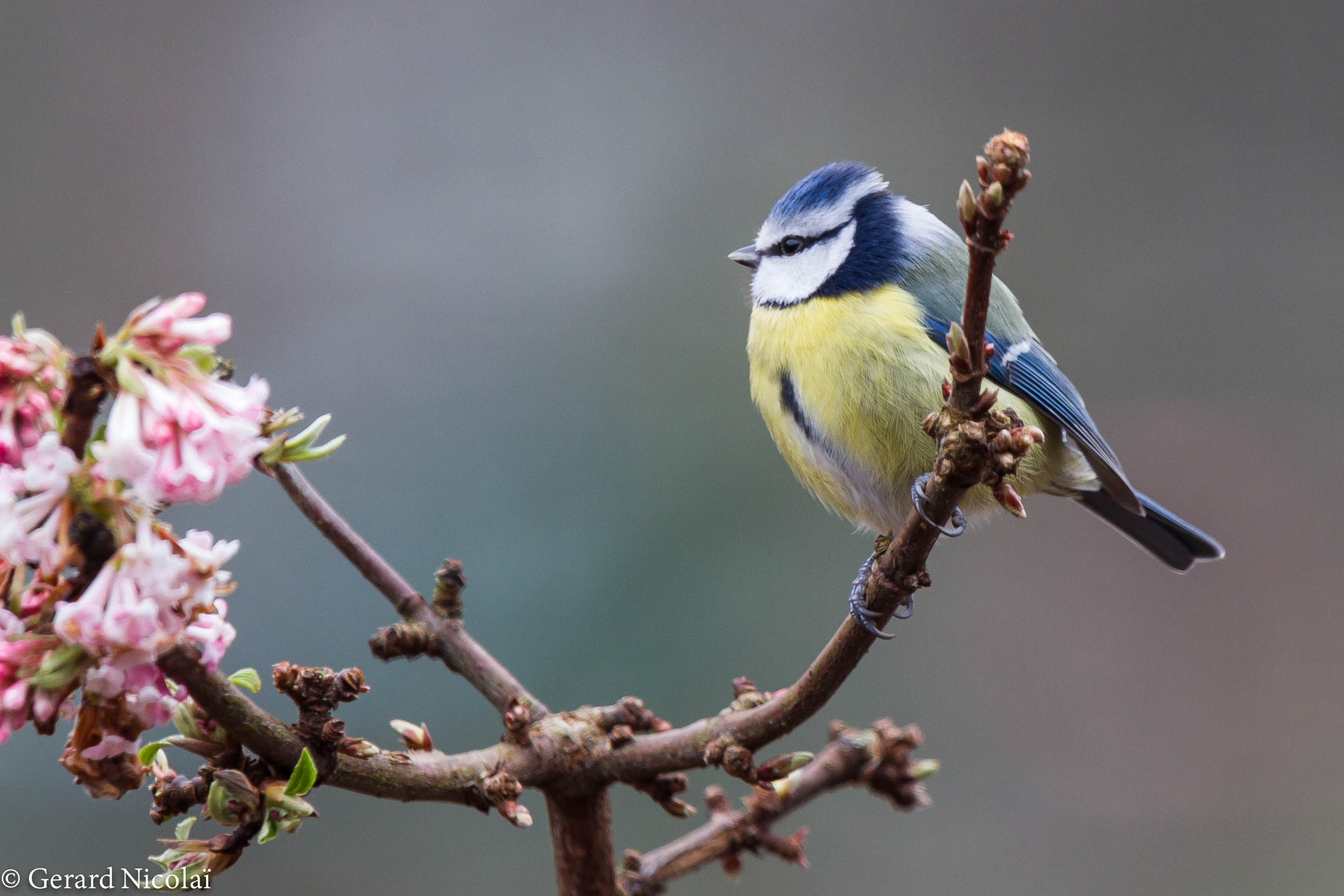Canon EF 300mm F2.8L IS USM sample photo. Something nice and colourfull on a grey day photography