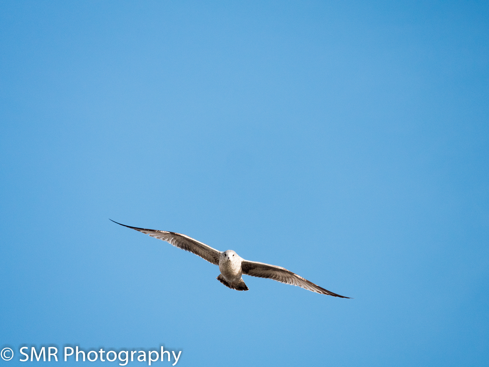 Panasonic Lumix DMC-GX8 + LEICA DG 100-400/F4.0-6.3 sample photo. Gxoffice photography