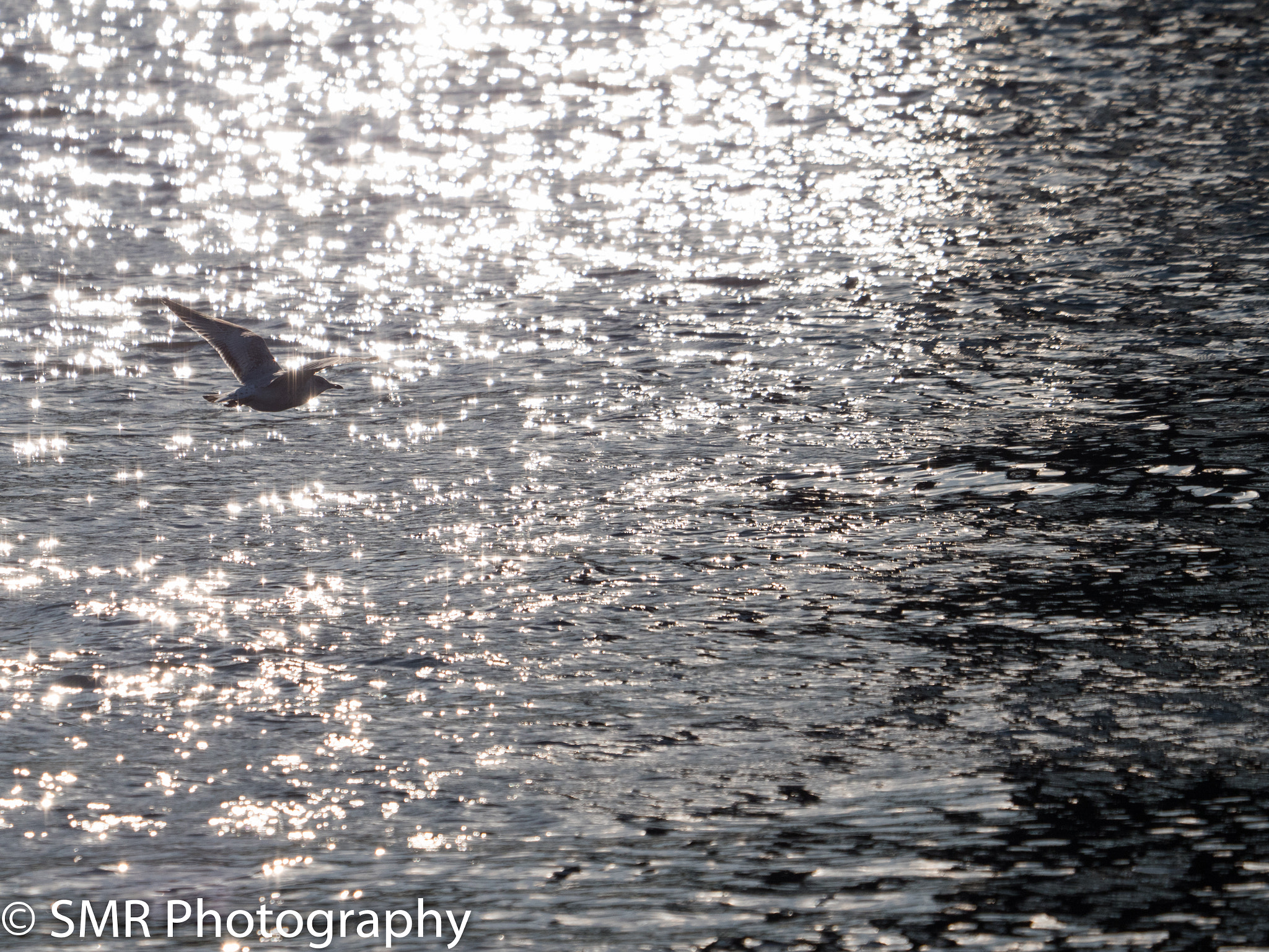 Panasonic Lumix DMC-GX8 + LEICA DG 100-400/F4.0-6.3 sample photo. Gxoffice photography