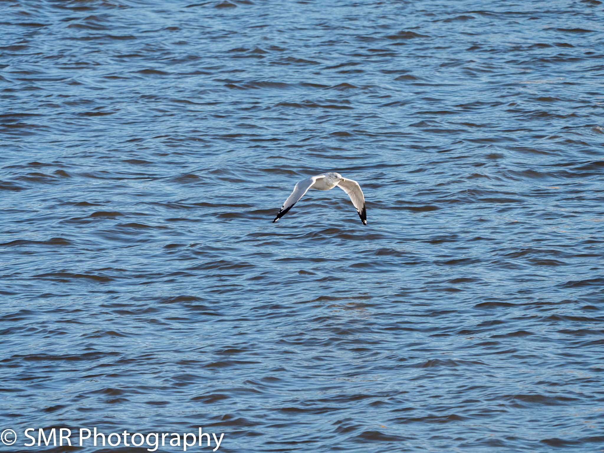 Panasonic Lumix DMC-GX8 + LEICA DG 100-400/F4.0-6.3 sample photo. Gxoffice photography