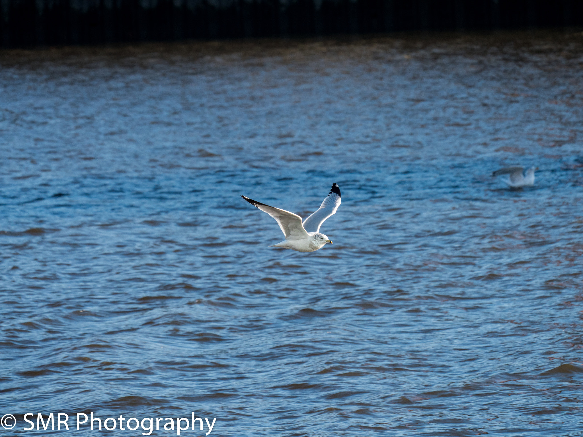 Panasonic Lumix DMC-GX8 + LEICA DG 100-400/F4.0-6.3 sample photo. Gxoffice photography