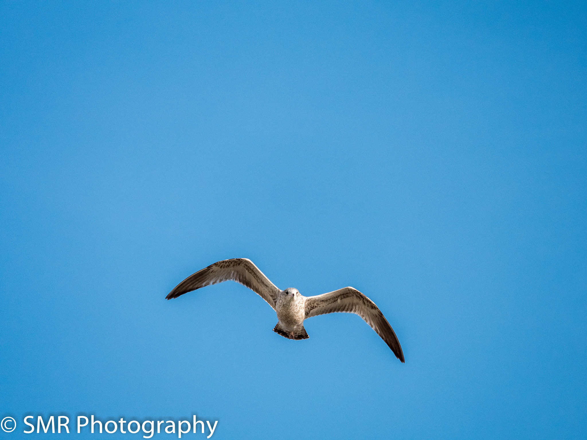 Panasonic Lumix DMC-GX8 + LEICA DG 100-400/F4.0-6.3 sample photo. Gxoffice photography
