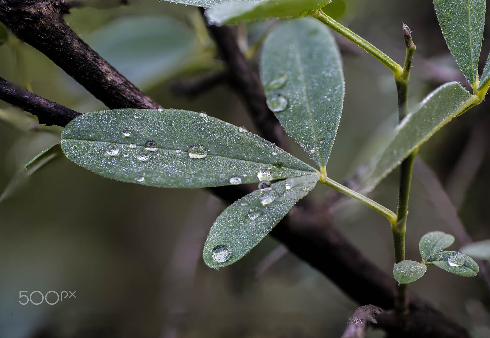 Nikon D810 + Tamron SP 90mm F2.8 Di VC USD 1:1 Macro sample photo. Water drops 2 photography