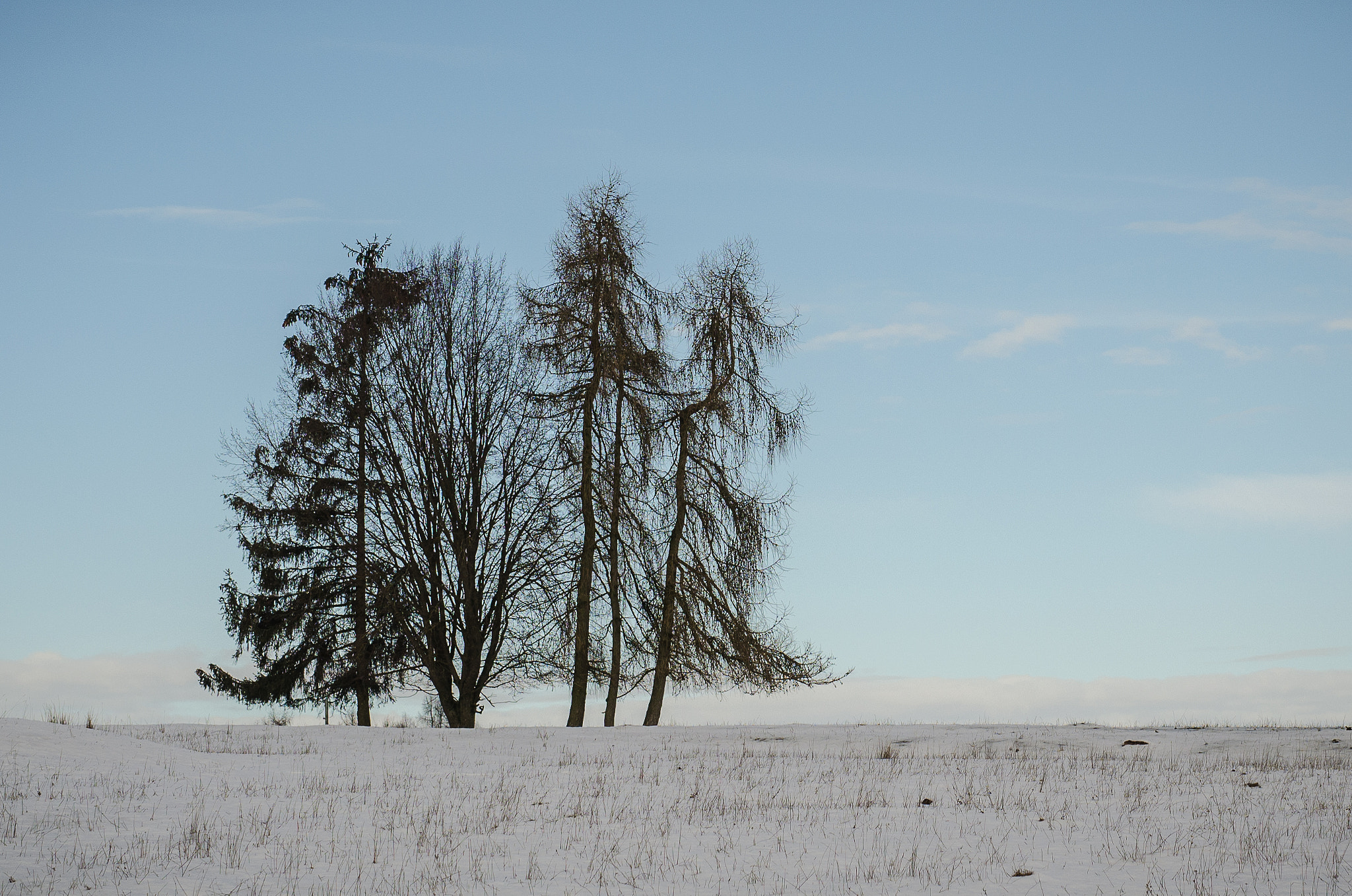 Nikon D5100 + Sigma 50mm F1.4 DG HSM Art sample photo. Winter trees photography