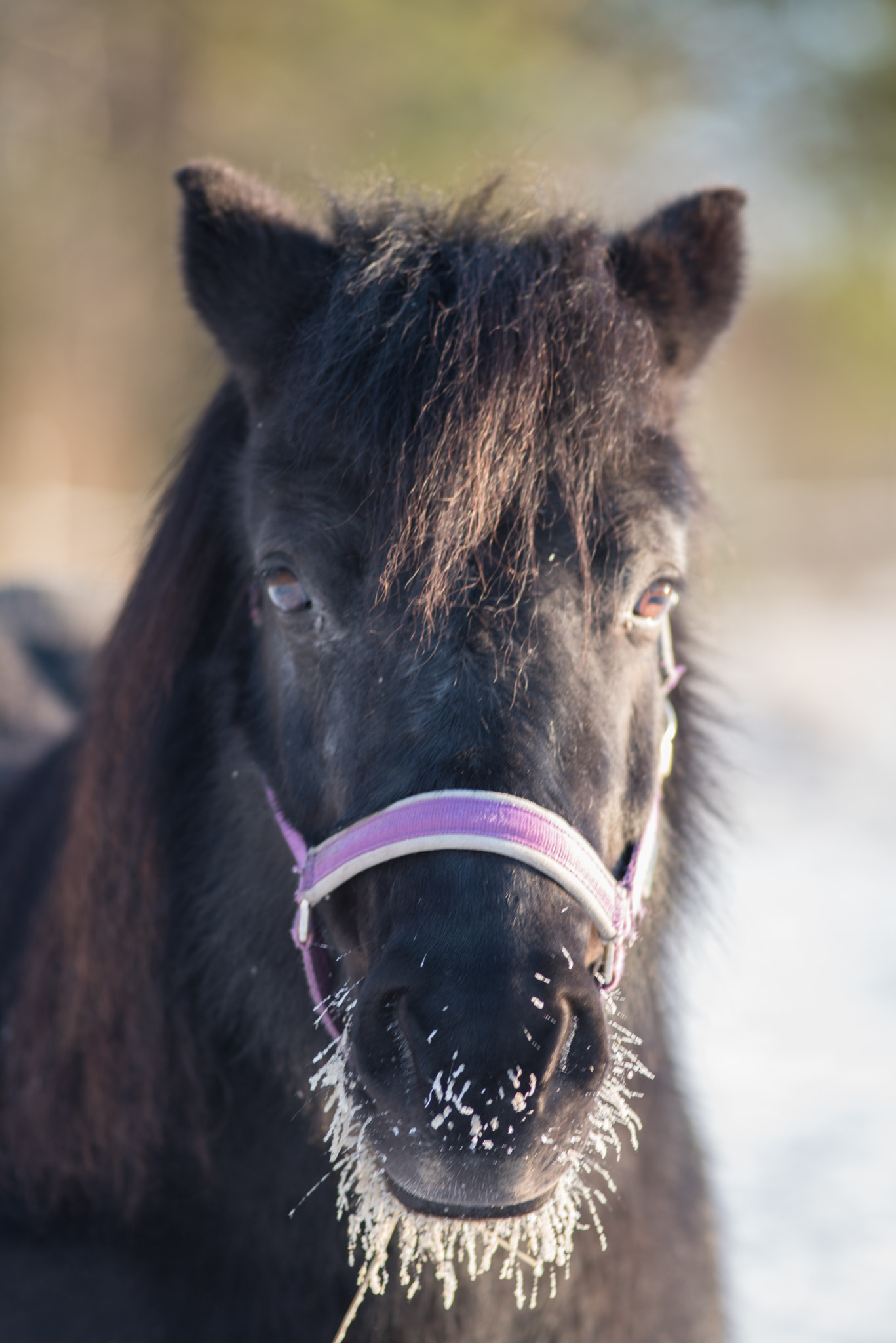 Nikon D750 + AF Nikkor 180mm f/2.8 IF-ED sample photo. Rakel in -22c photography