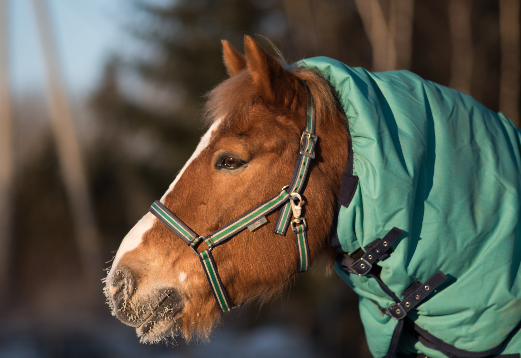 Nikon D750 + AF Nikkor 180mm f/2.8 IF-ED sample photo. Teppo -22c photography