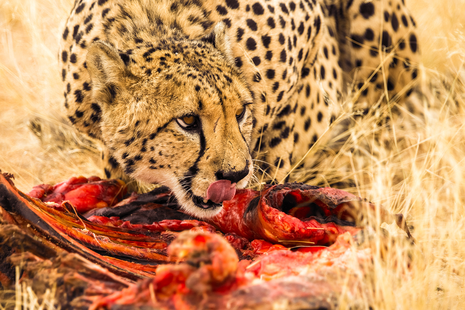 Sony a99 II + Sony 70-400mm F4-5.6 G SSM sample photo. Cheetah feeding photography