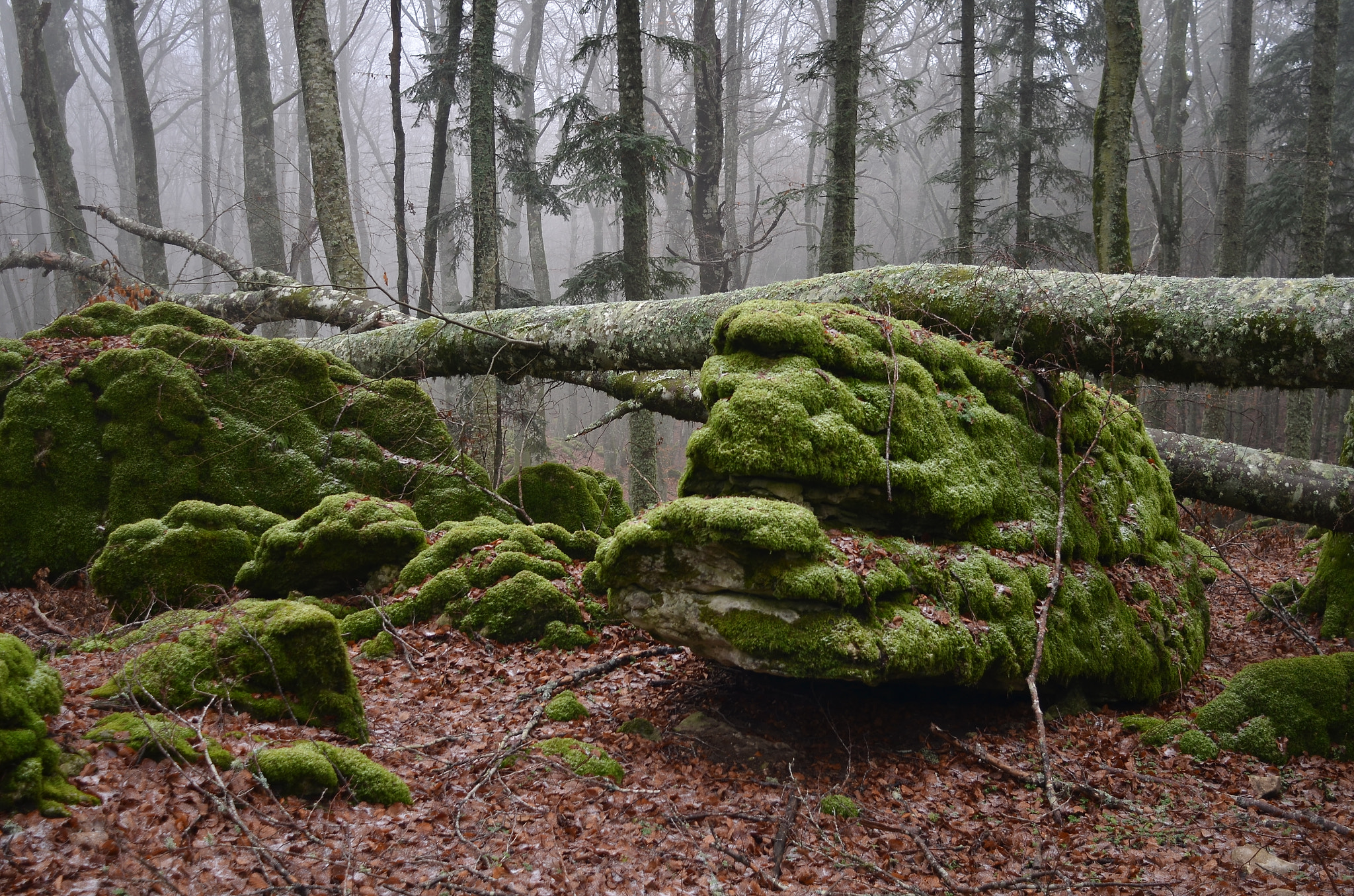 Nikon D7000 + AF Nikkor 24mm f/2.8 sample photo. The enchanted forest photography