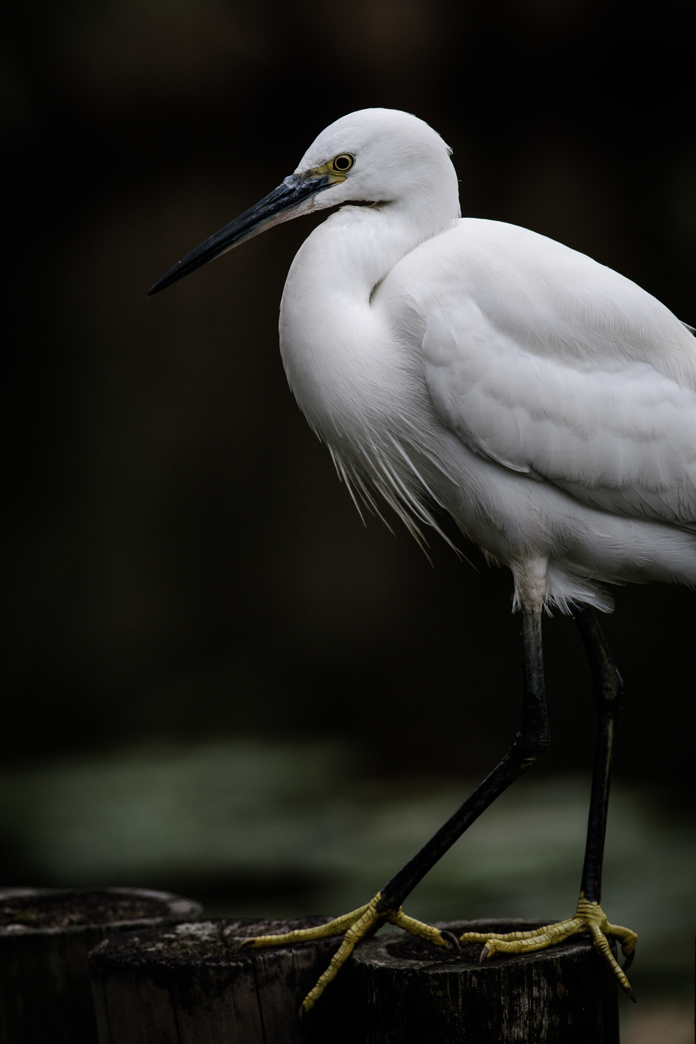 Nikon AF-S Nikkor 600mm F4G ED VR sample photo. Egret photography