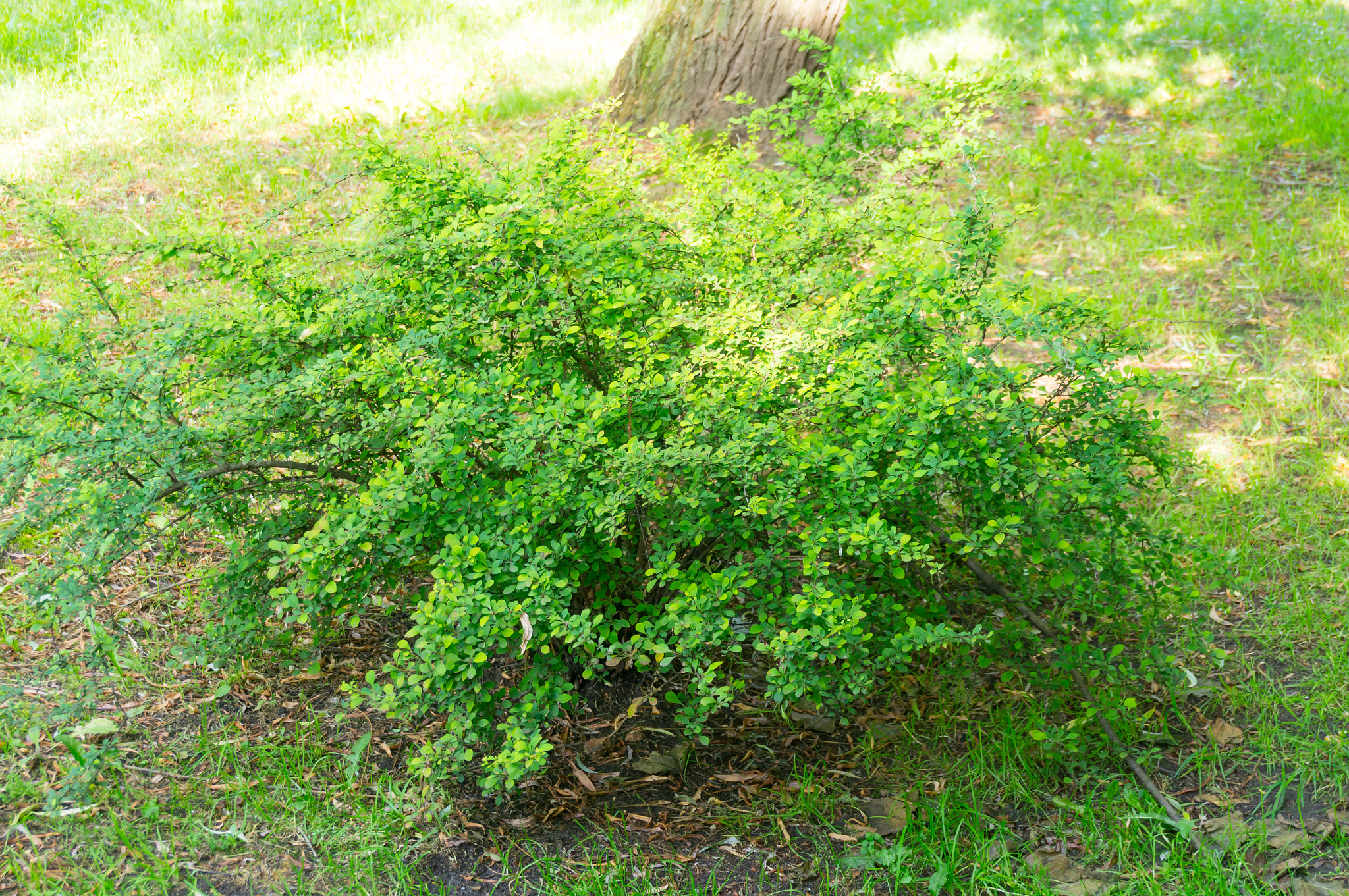 Sony E 16-50mm F3.5-5.6 PZ OSS sample photo. Green bush photography