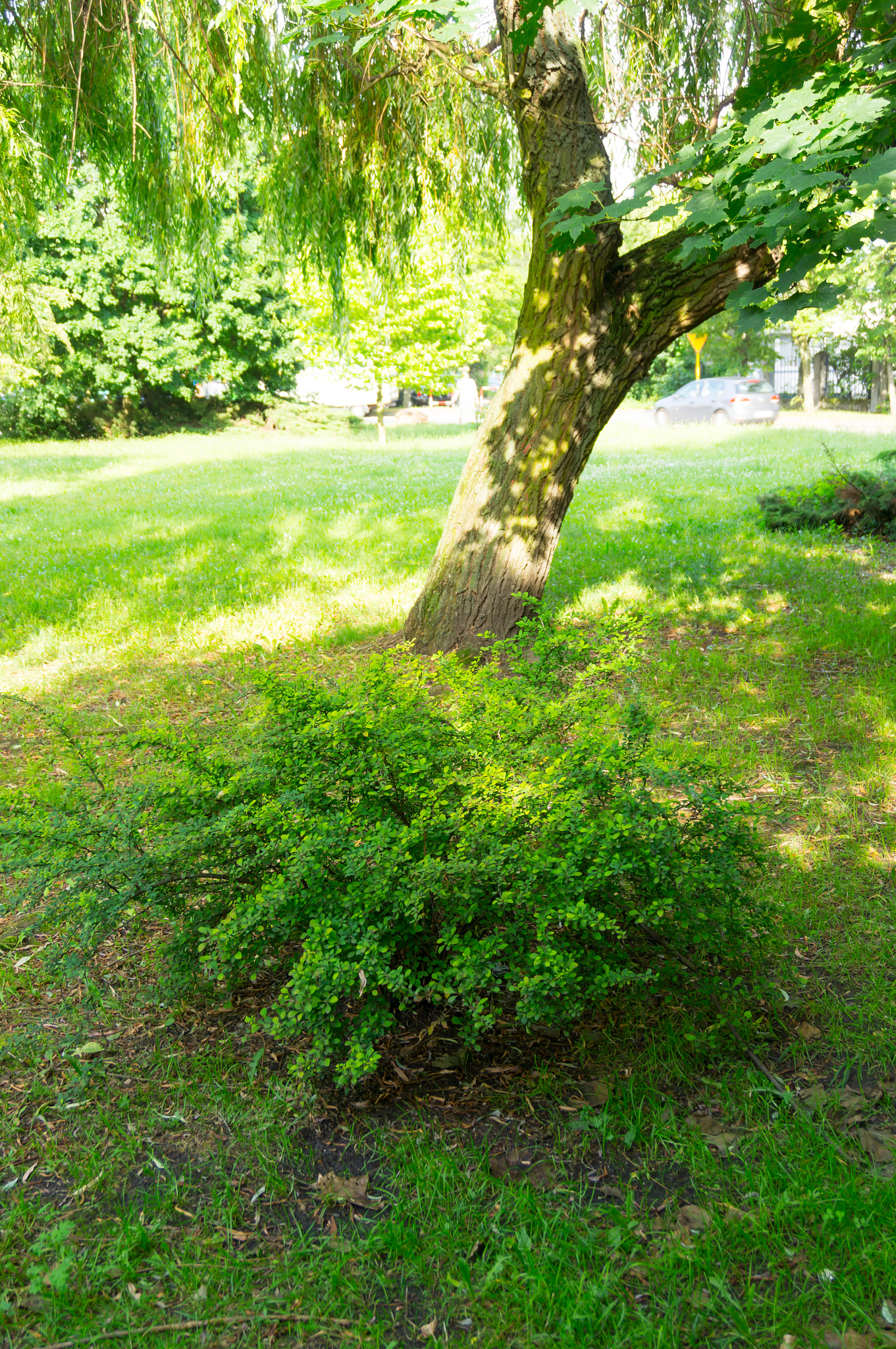 Sony E 16-50mm F3.5-5.6 PZ OSS sample photo. Green bush photography