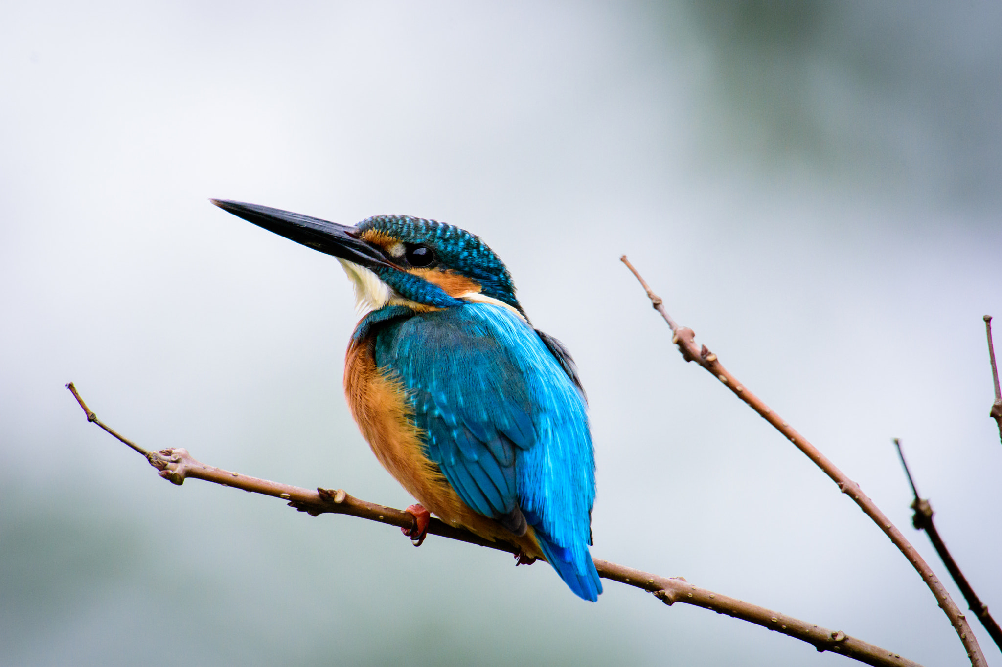 Nikon AF-S Nikkor 600mm F4G ED VR sample photo. Kingfisher photography