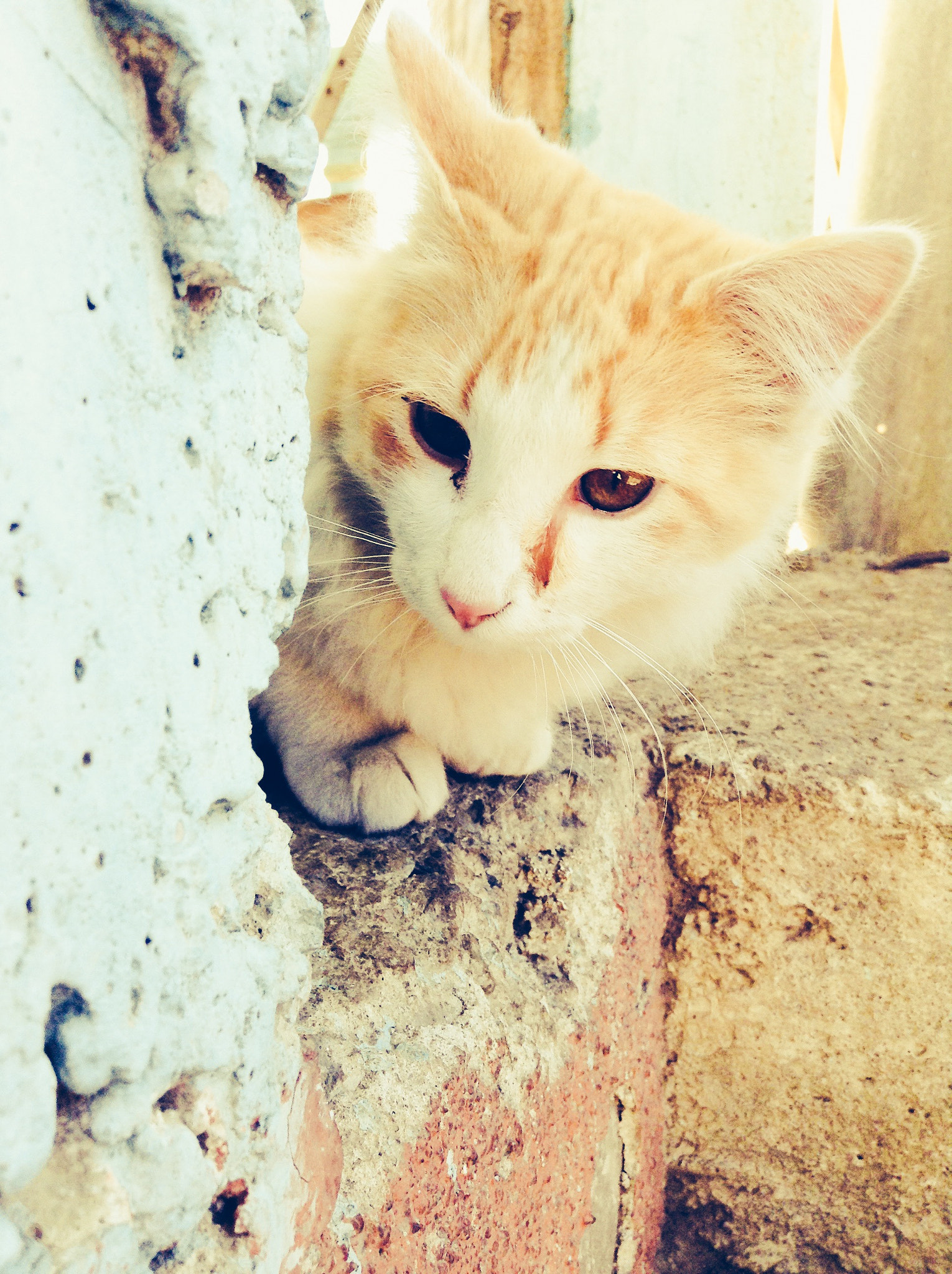 Apple iPod Touch (5 Gen) sample photo. Neko photography