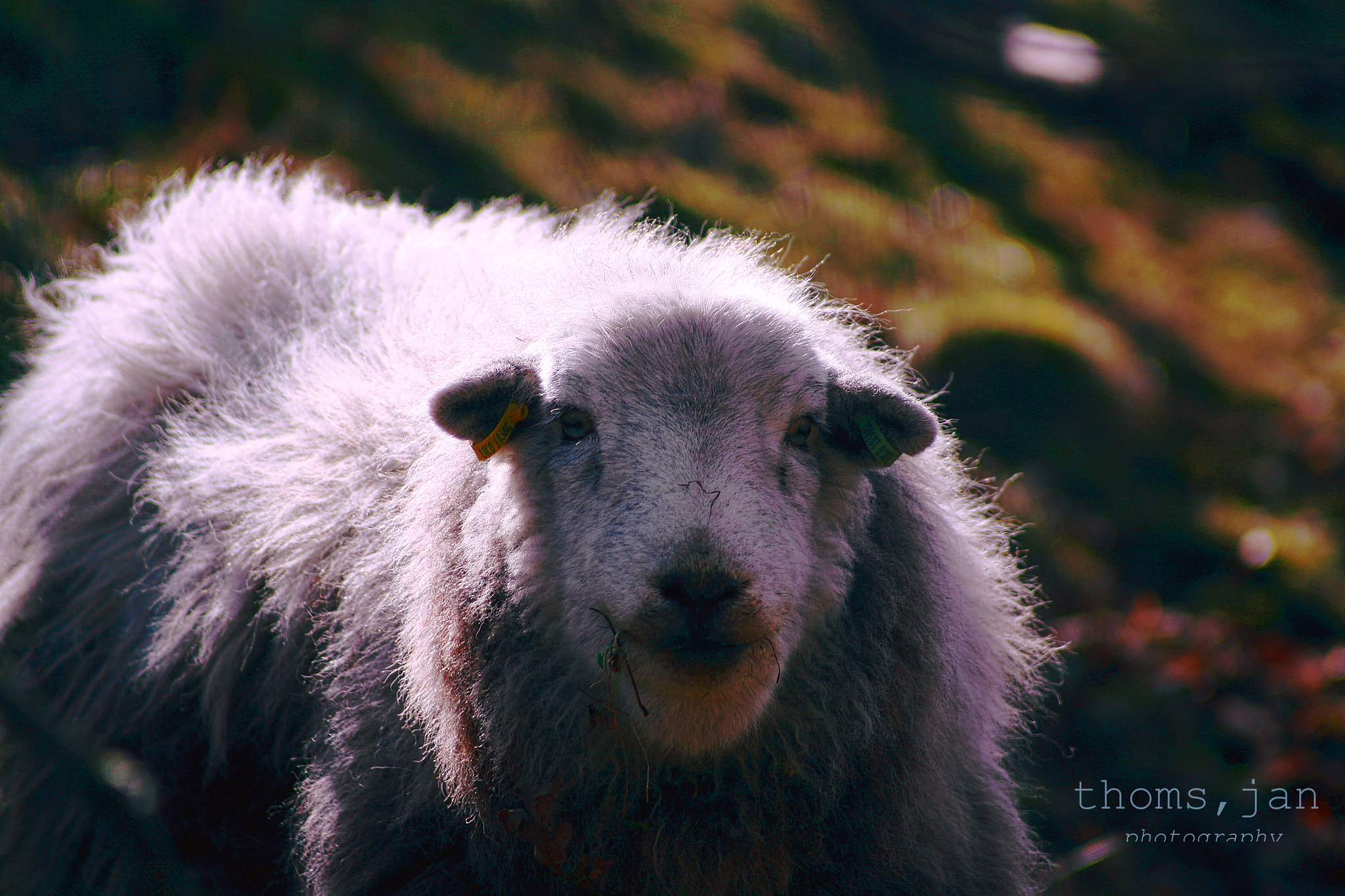 Canon EF 70-210mm f/3.5-4.5 USM sample photo. Interested sheep photography