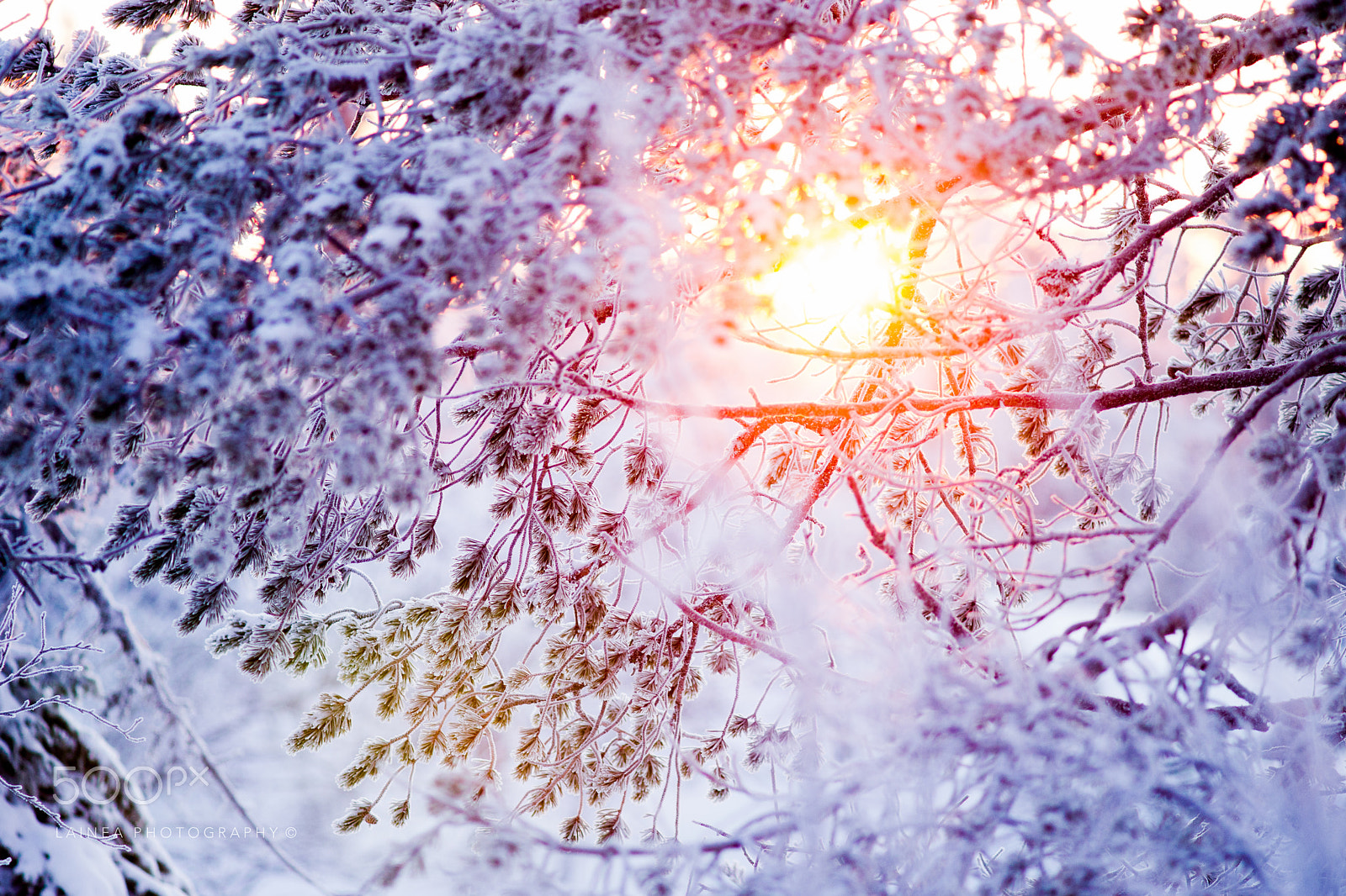 Sony Alpha DSLR-A850 sample photo. Winter sun behind a frosty pine tree photography