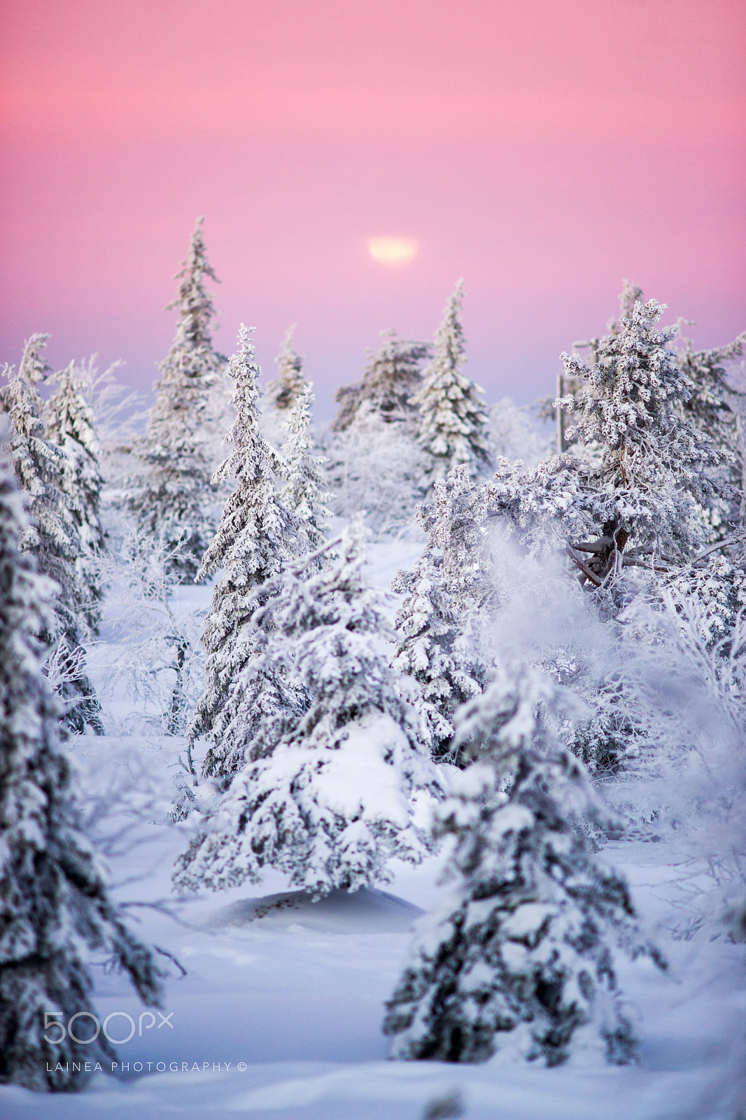Sony Alpha DSLR-A850 sample photo. Full moon over a snowy forest in winter wonderland at dawn. photography