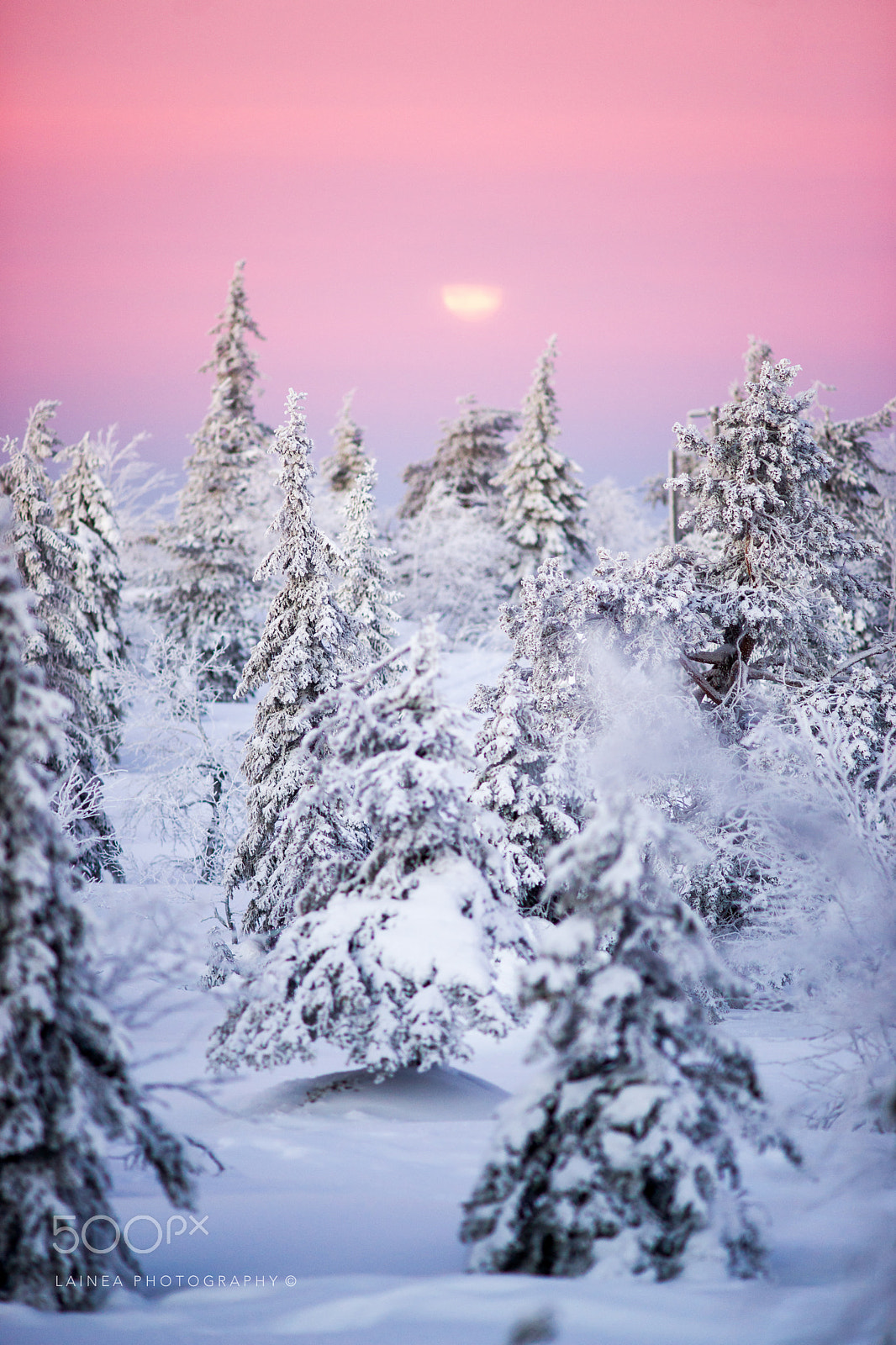 Sony Alpha DSLR-A850 + Minolta AF 200mm F2.8 HS-APO G sample photo. Full moon over a snowy forest in winter wonderland at dawn. photography