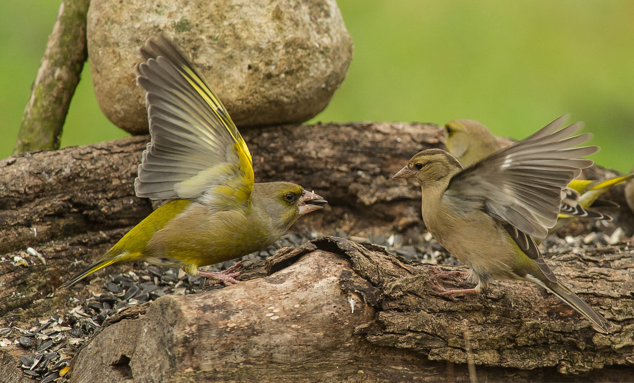 Nikon D3S + Nikon AF-S Nikkor 300mm F4D ED-IF sample photo. 23524875653.jpg photography