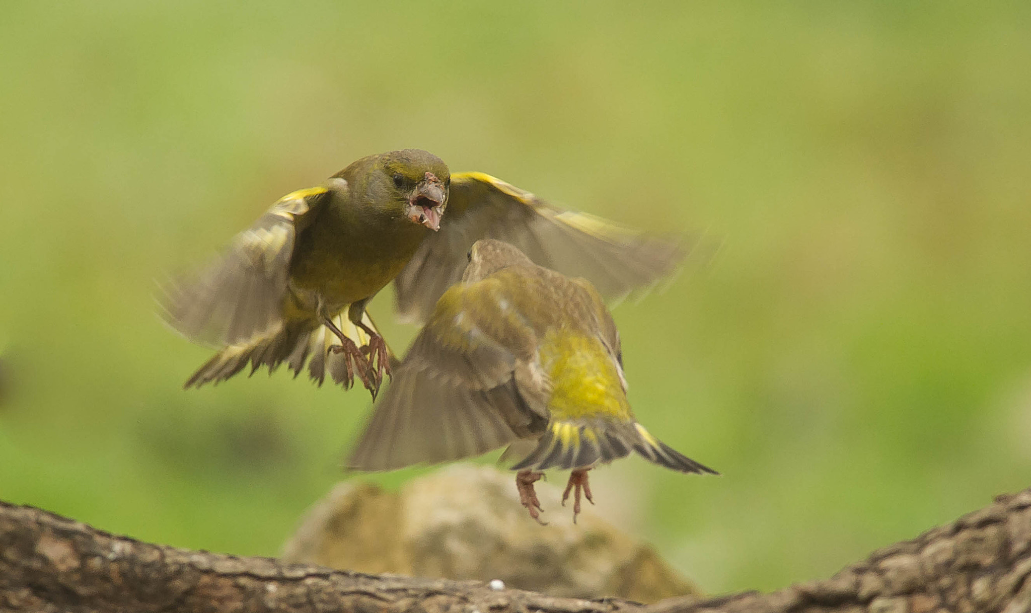 Nikon D3S + Nikon AF-S Nikkor 300mm F4D ED-IF sample photo. 23856004250.jpg photography
