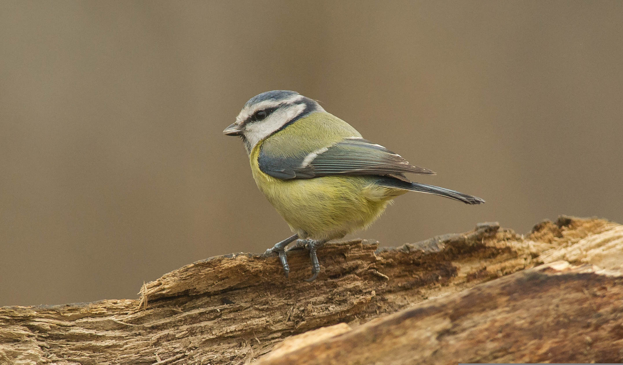 Nikon D3S + Nikon AF-S Nikkor 300mm F4D ED-IF sample photo. 23523425664.jpg photography