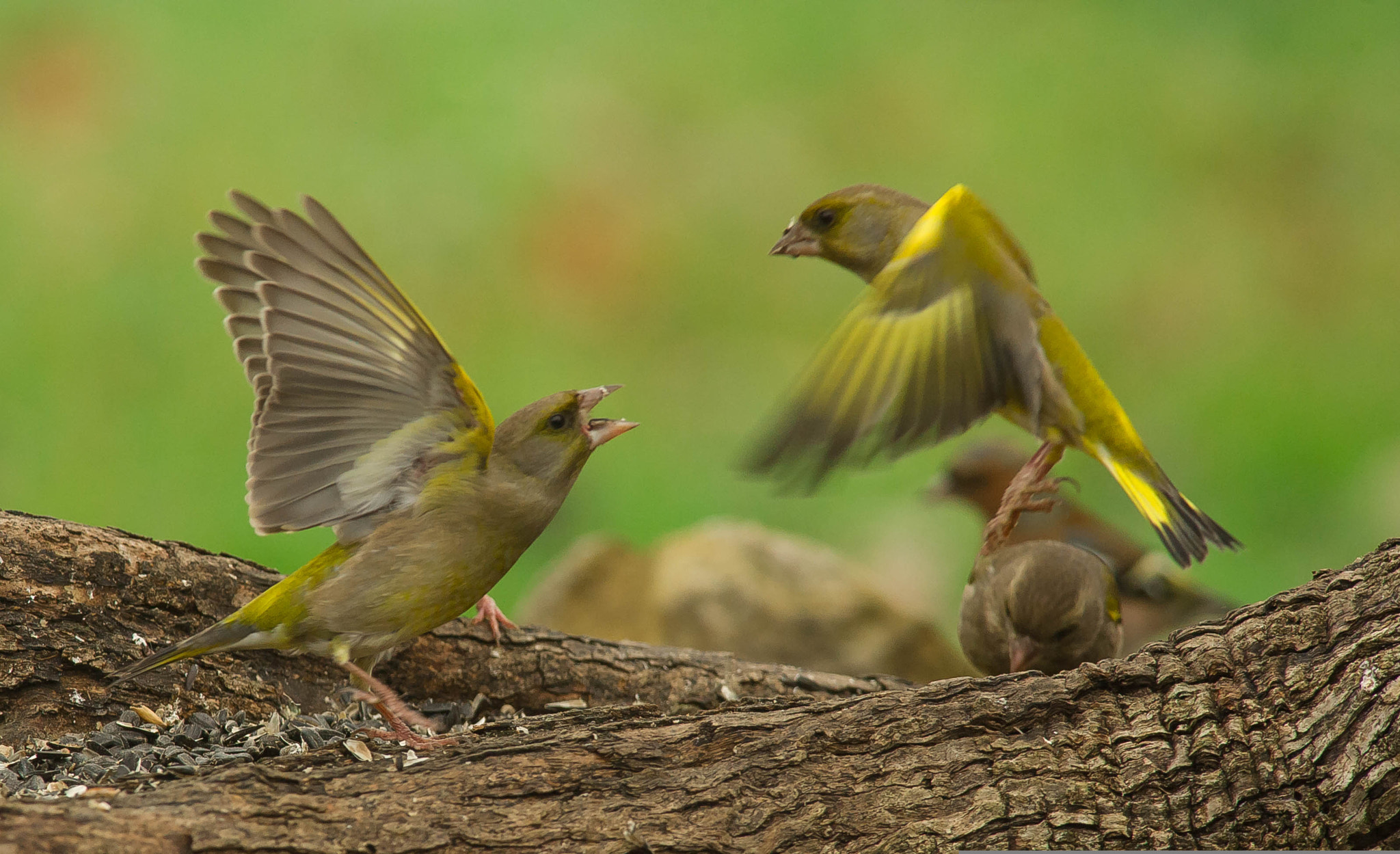 Nikon D3S + Nikon AF-S Nikkor 300mm F4D ED-IF sample photo. 24125543606.jpg photography