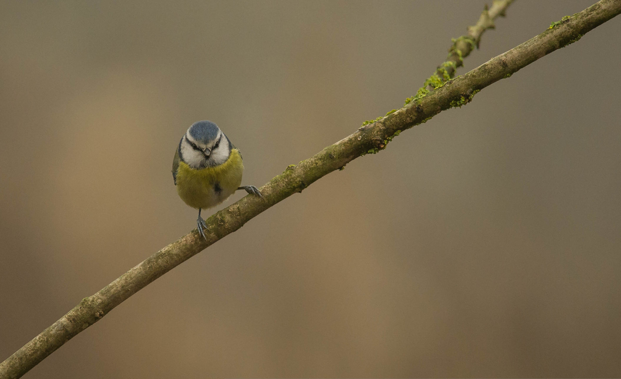 Nikon D3S + Nikon AF-S Nikkor 300mm F4D ED-IF sample photo. 23965803661.jpg photography