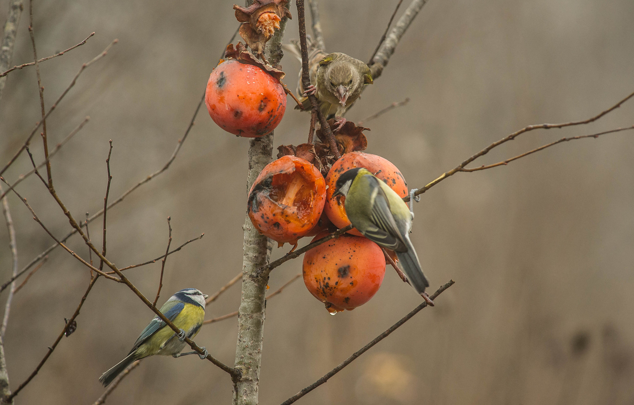 Nikon AF-S Nikkor 300mm F4D ED-IF sample photo. 23940201382.jpg photography