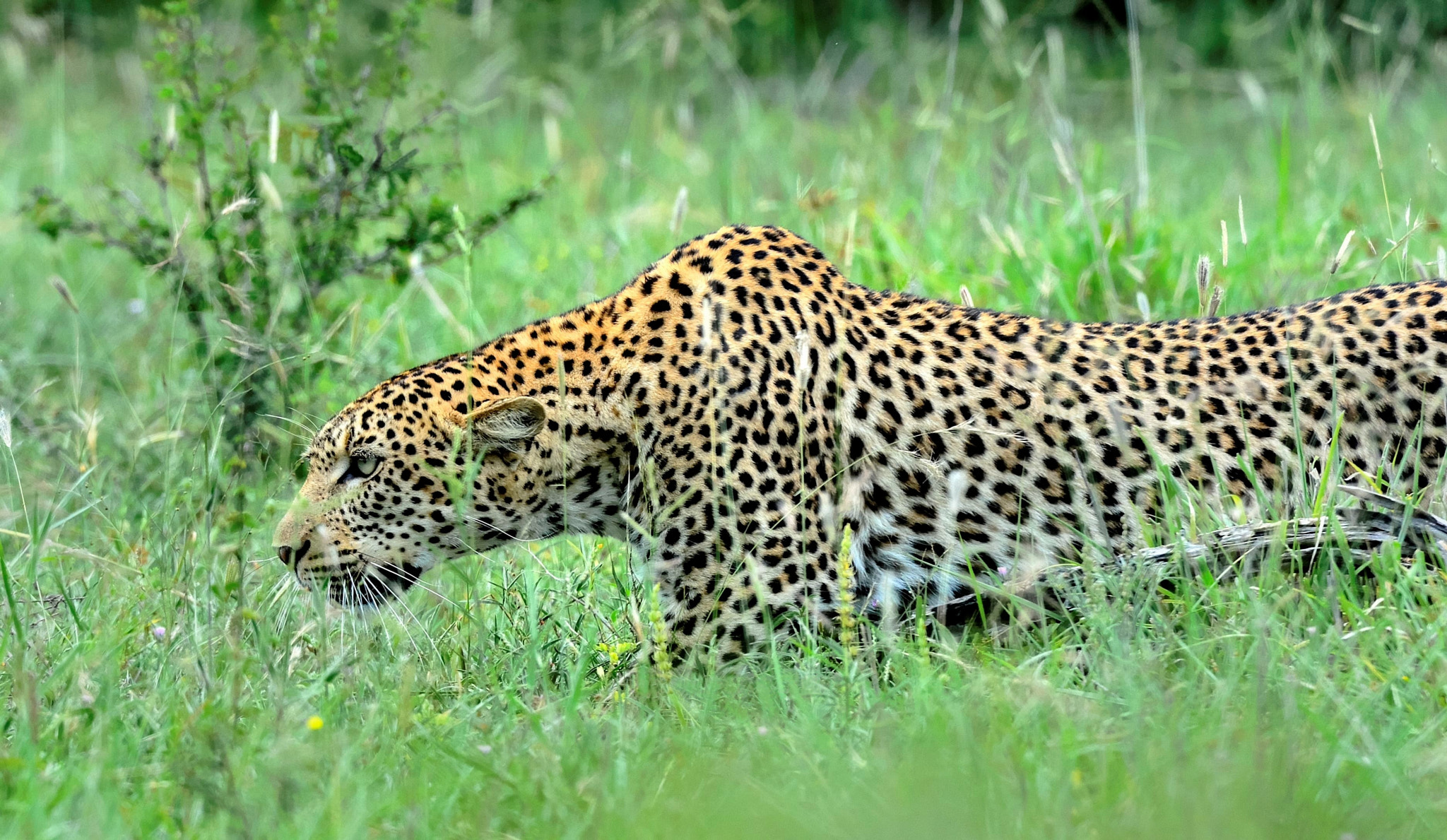 Nikon D4 sample photo. Stalker photography