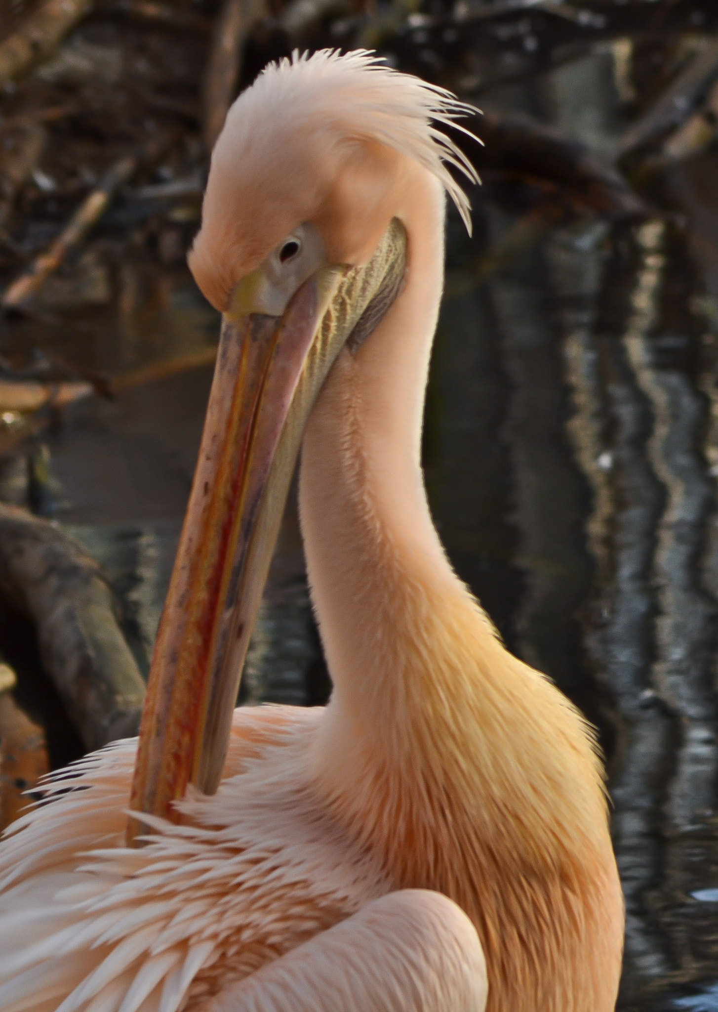 IX-Nikkor 24-70mm f/3.5-5.6 sample photo. Pelican, amsterdam, december 2015 photography