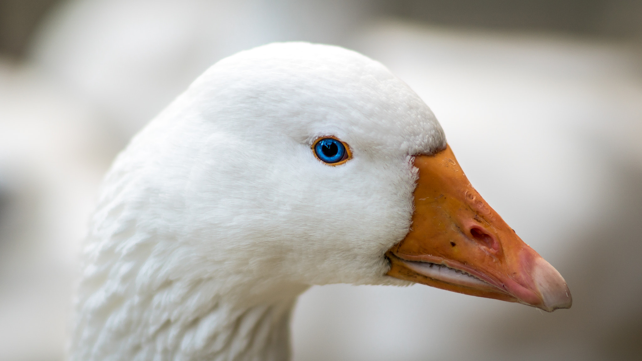 Sony Planar T* 85mm F1.4 ZA sample photo. Goose head photography