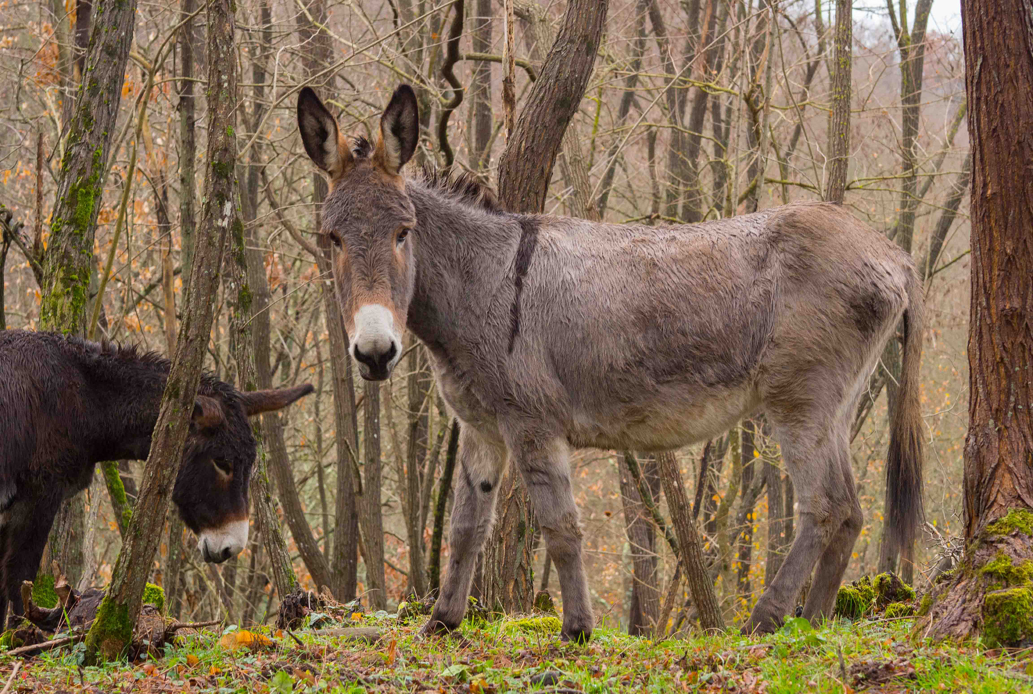 Olympus OM-D E-M10 + Sigma 60mm F2.8 DN Art sample photo. Donkeys in the forest photography