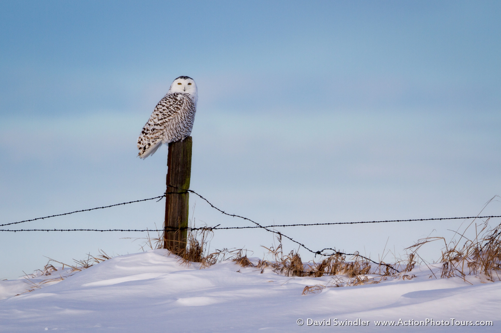 Canon EOS 7D + Canon EF 500mm F4L IS II USM sample photo. Alberta snowy owl photography