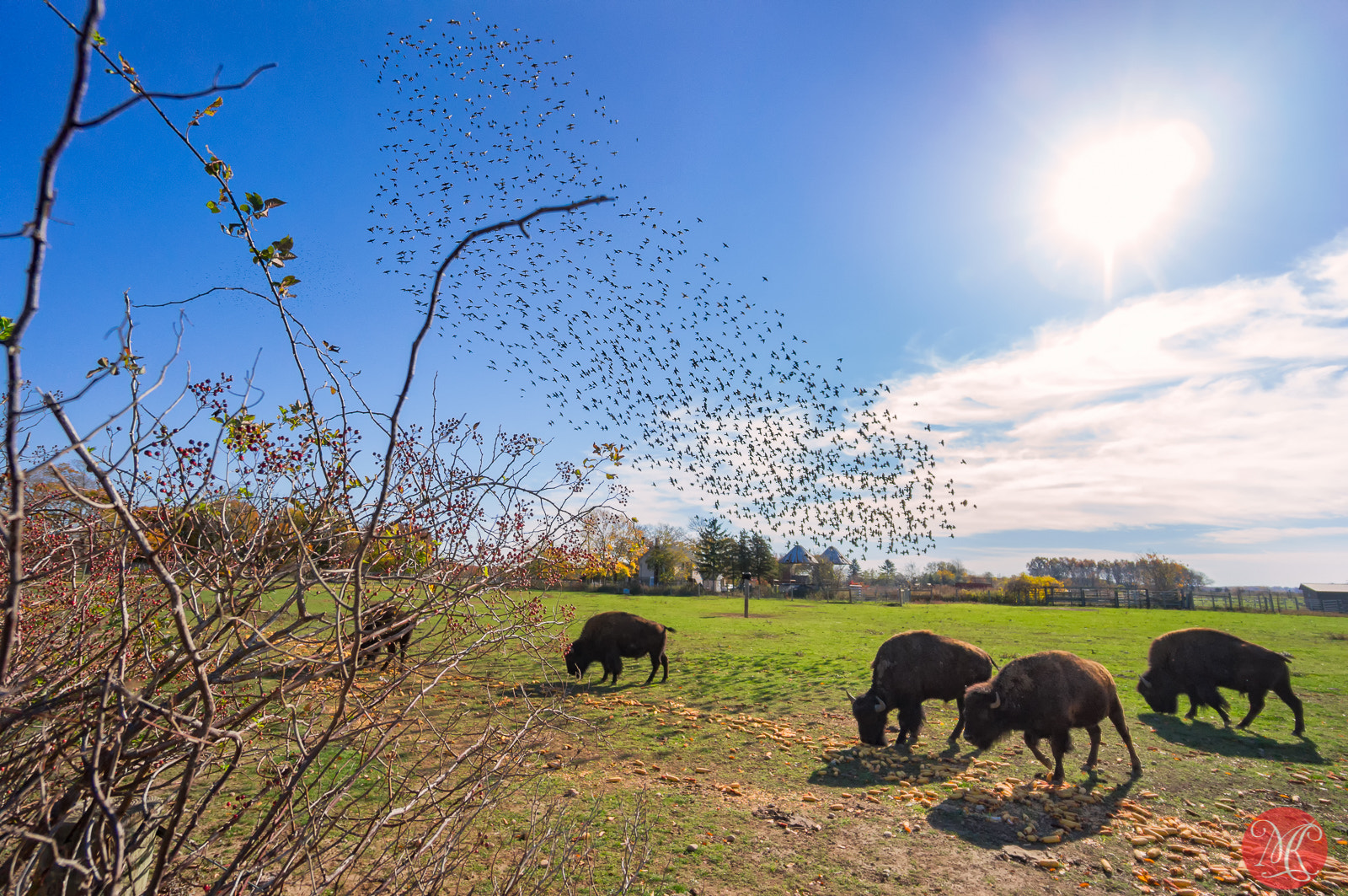 Sony Alpha NEX-6 + Sony E 10-18mm F4 OSS sample photo. Starlings and bison photography