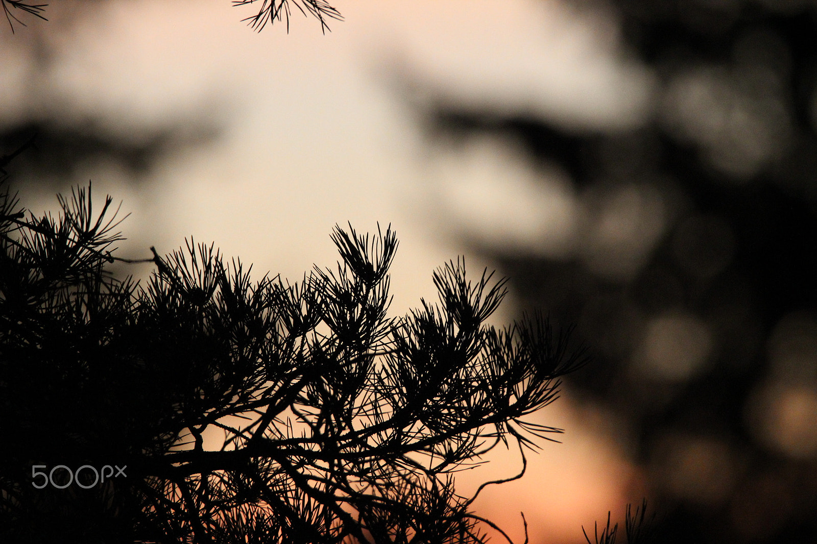 Sigma 150-600mm F5-6.3 DG OS HSM | C sample photo. Pinewood photography