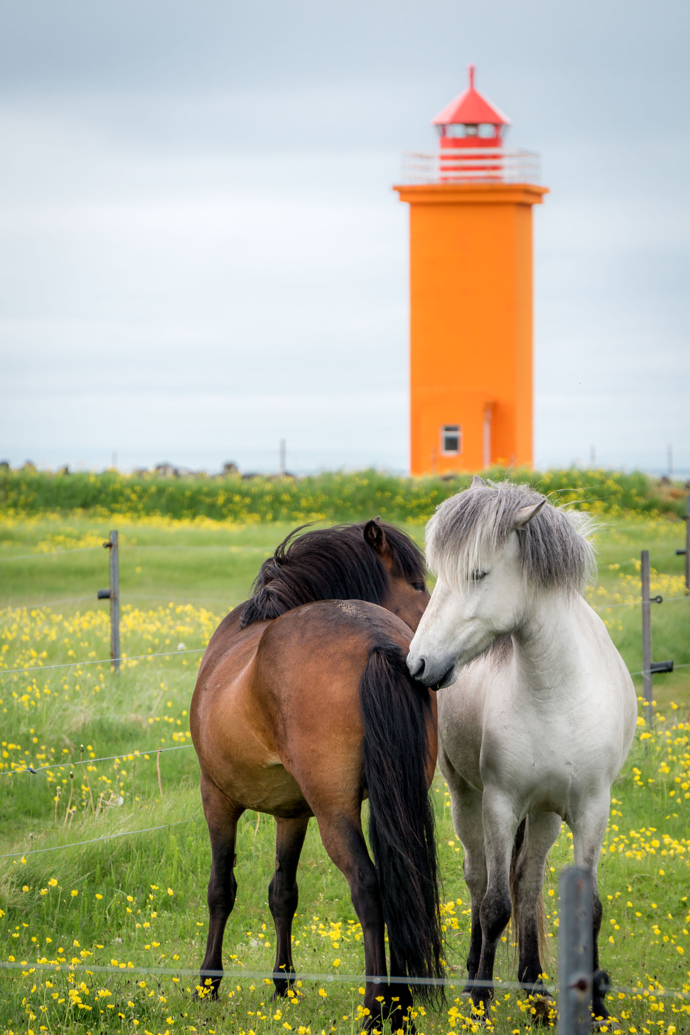 Sony Alpha NEX-C3 + Sony E 55-210mm F4.5-6.3 OSS sample photo. Horses, iceland photography