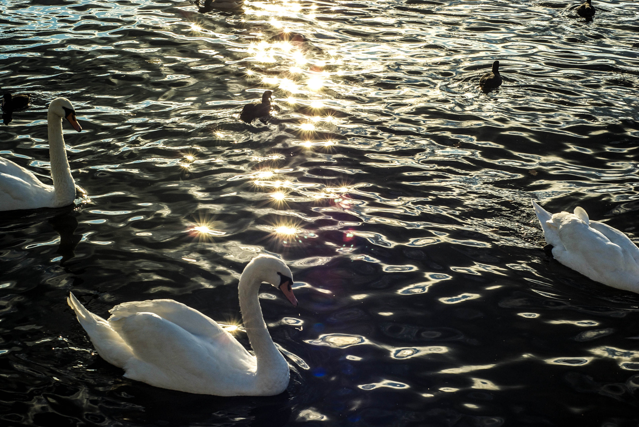 Sony Alpha DSLR-A330 + Minolta AF 50mm F1.7 sample photo. Naplavka swans photography