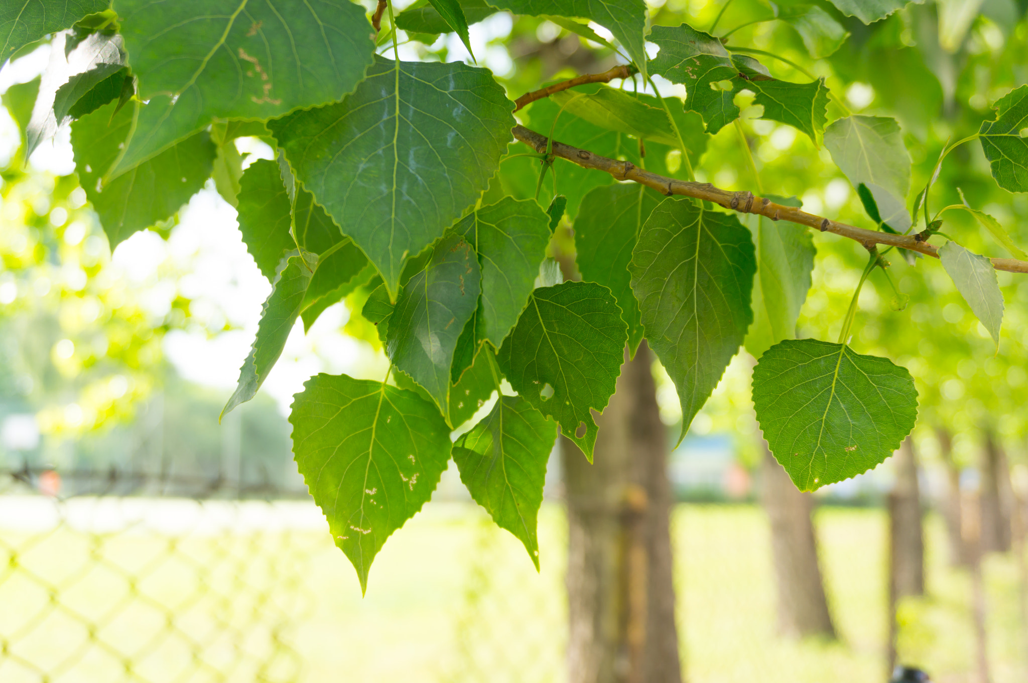 Sony E 16-50mm F3.5-5.6 PZ OSS sample photo. Green leaves photography
