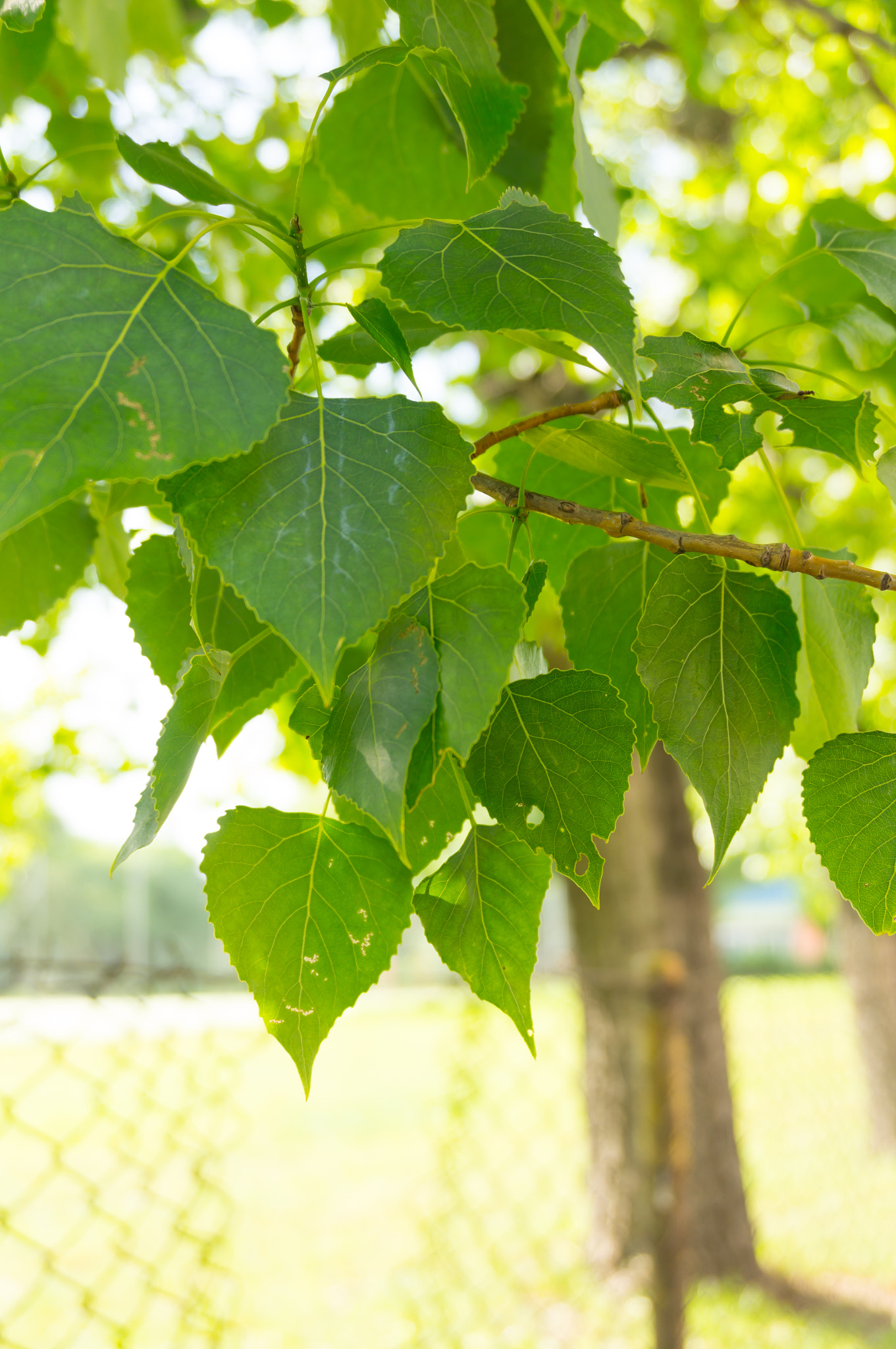 Sony E 16-50mm F3.5-5.6 PZ OSS sample photo. Green leaves photography