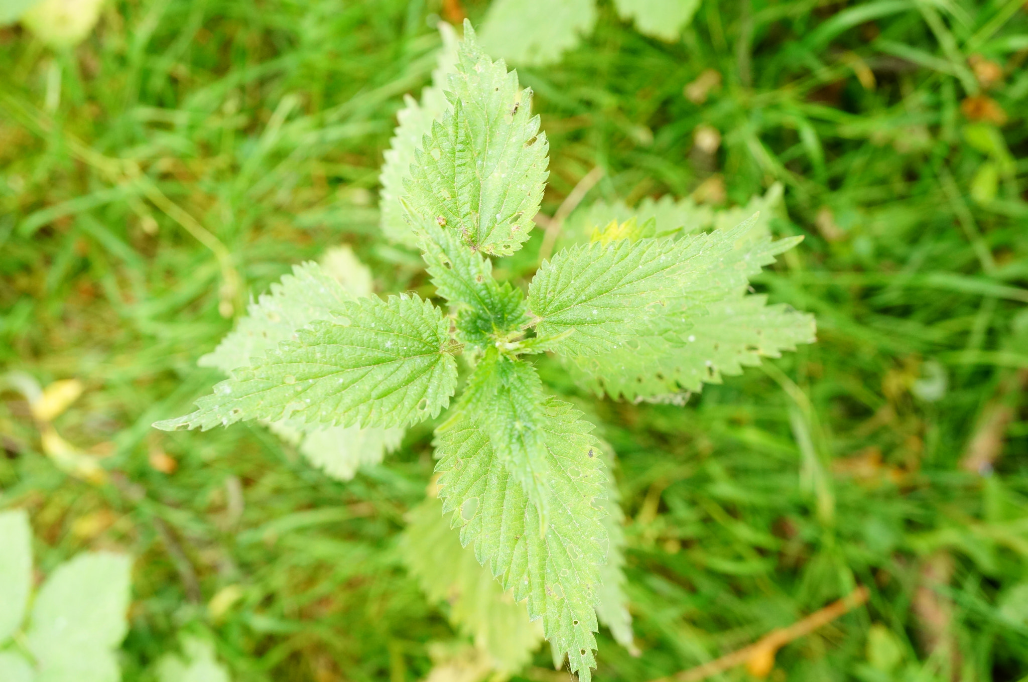 Sony Alpha NEX-6 + Sony E 30mm F3.5 Macro sample photo. Green nettle photography