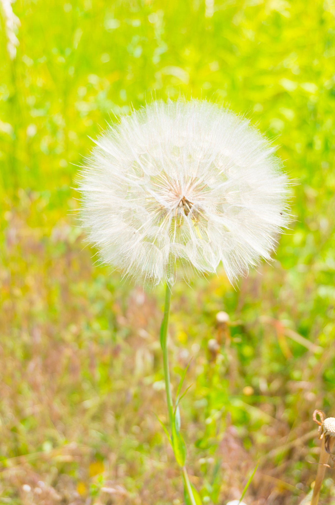 Sony E 16-50mm F3.5-5.6 PZ OSS sample photo. Dandelion flower photography