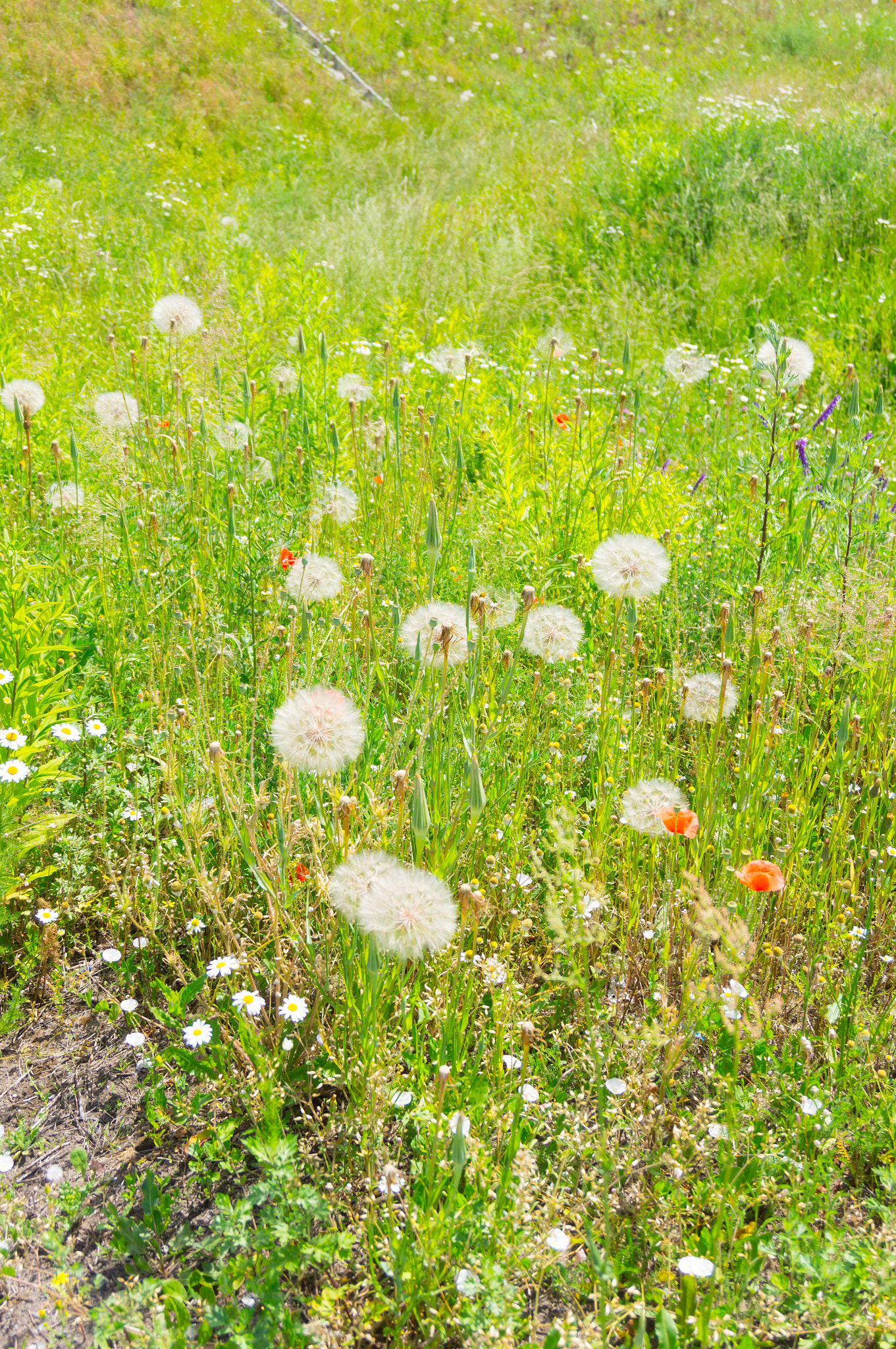 Sony E 16-50mm F3.5-5.6 PZ OSS sample photo. Dandelion flowers photography