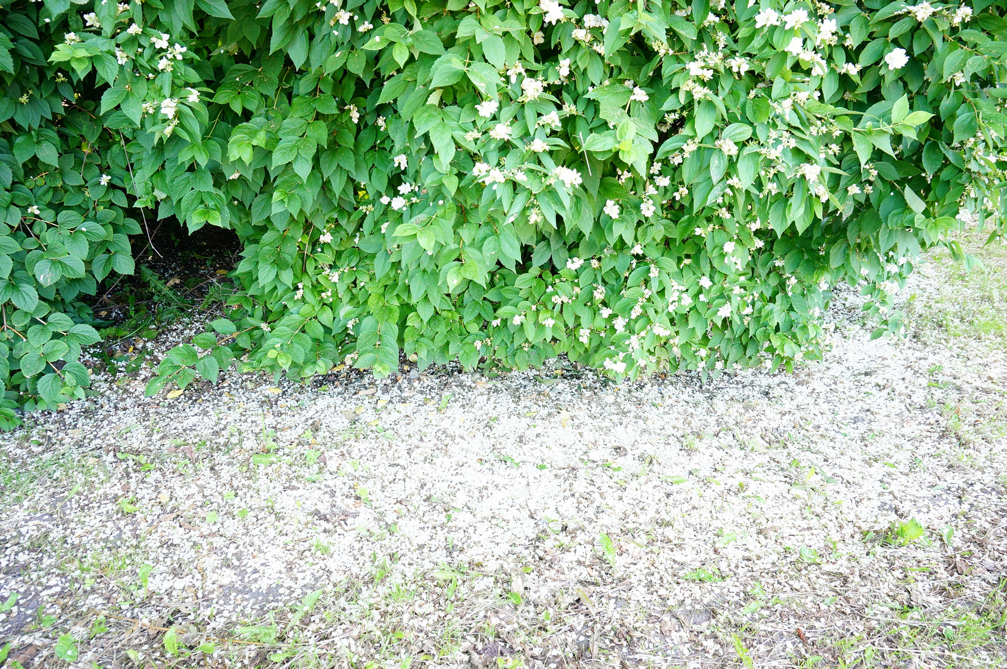 Sony E 16-50mm F3.5-5.6 PZ OSS sample photo. Green shrub photography