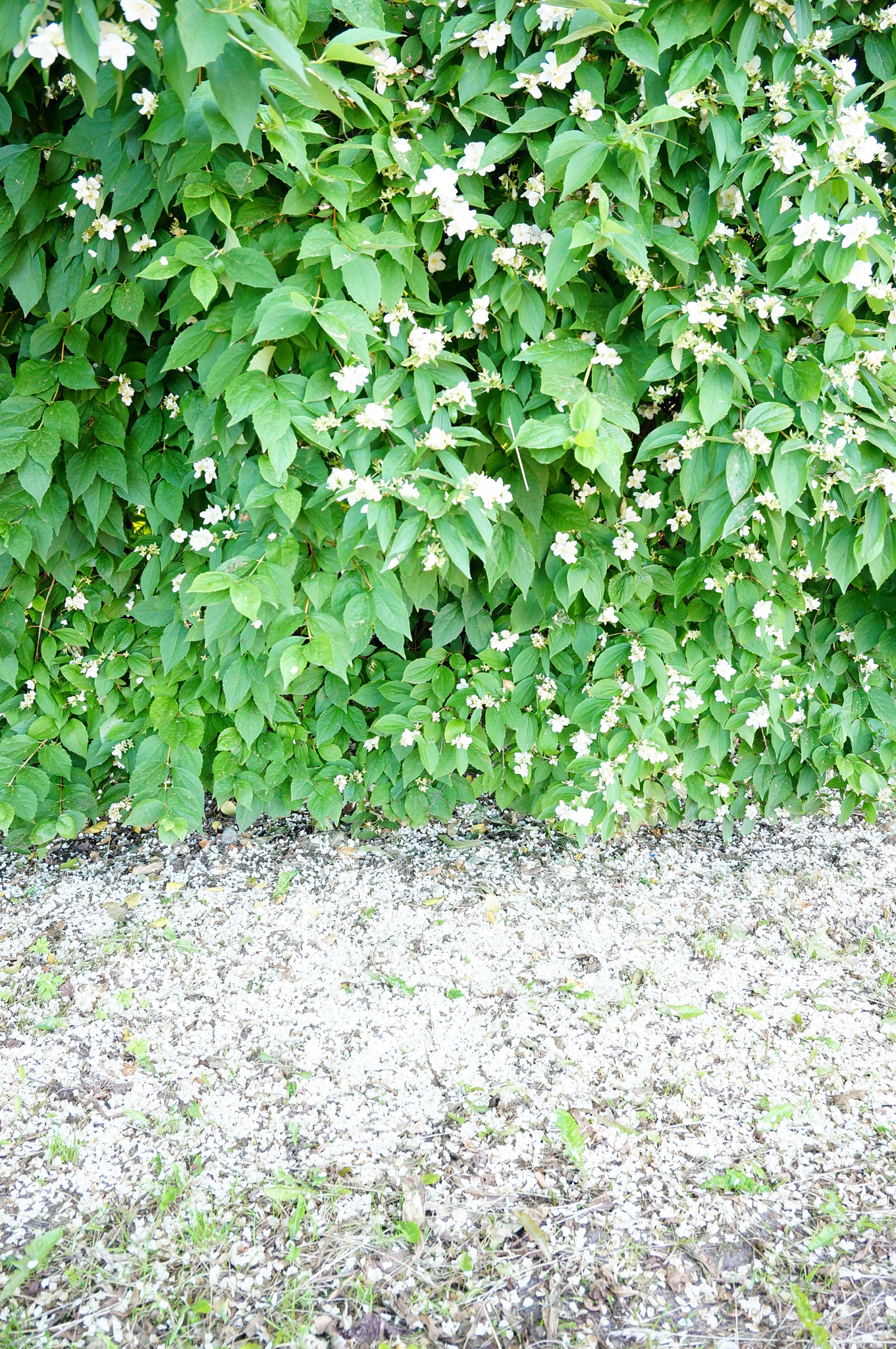 Sony E 16-50mm F3.5-5.6 PZ OSS sample photo. Green shrub photography
